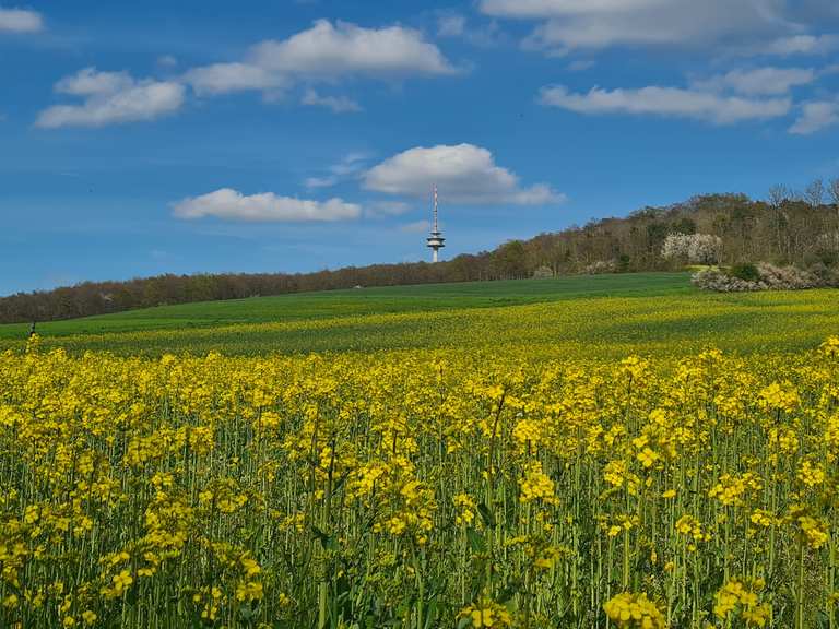 Friedwald Burg Plesse – Burg Plesse Runde von Weende-West | Wanderung ...