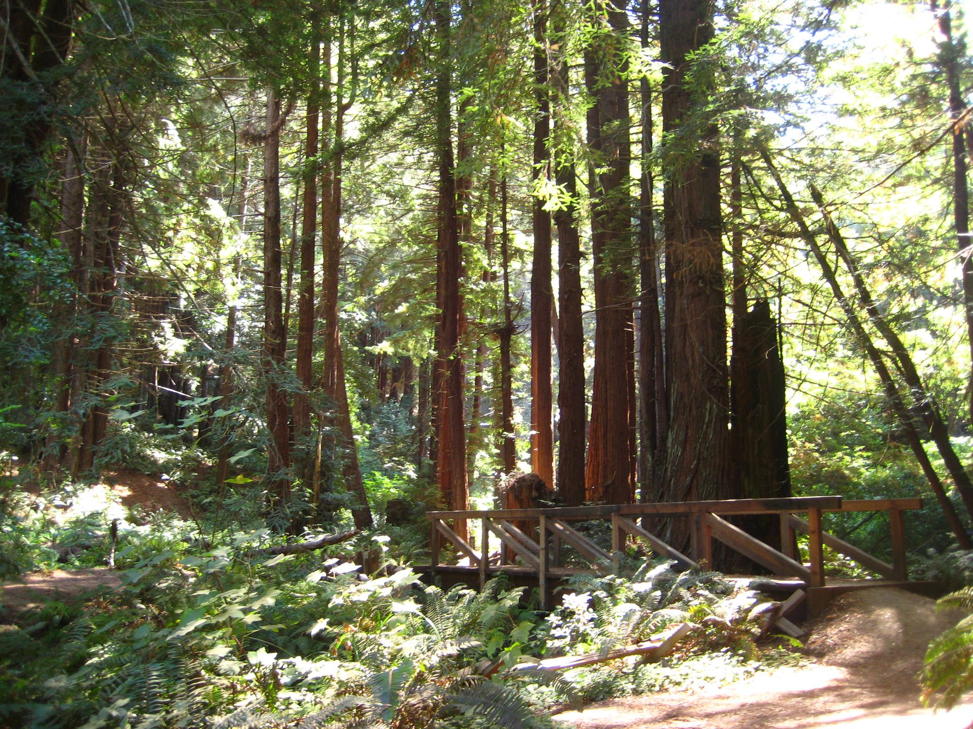 A wooden footbridge spans a stream in a sun-dappled redwood forest.