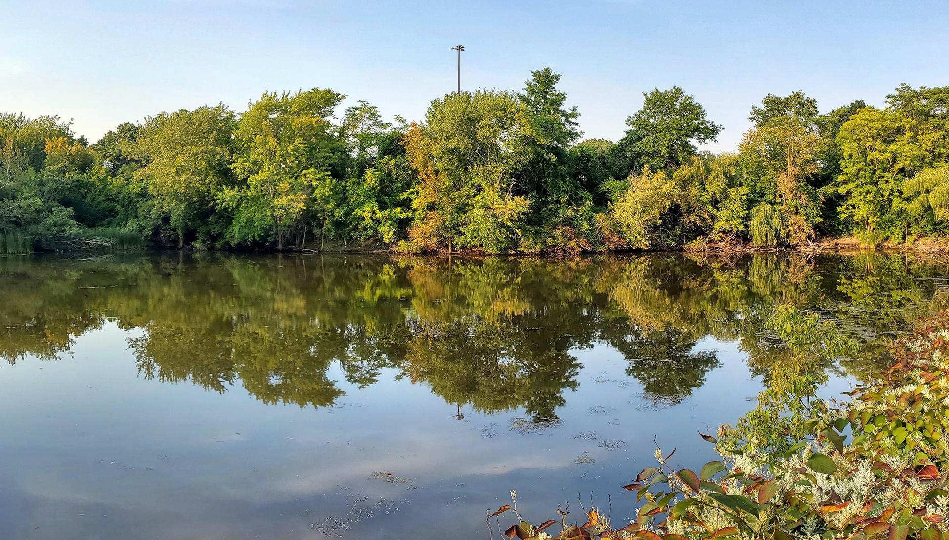 Green trees reflected in still water on a bright, clear day.
