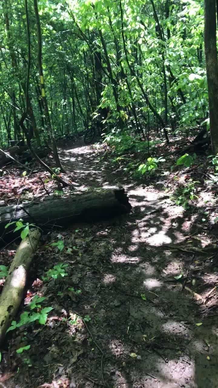 Dappled sunlight illuminates a dirt trail winding through a dense green forest.