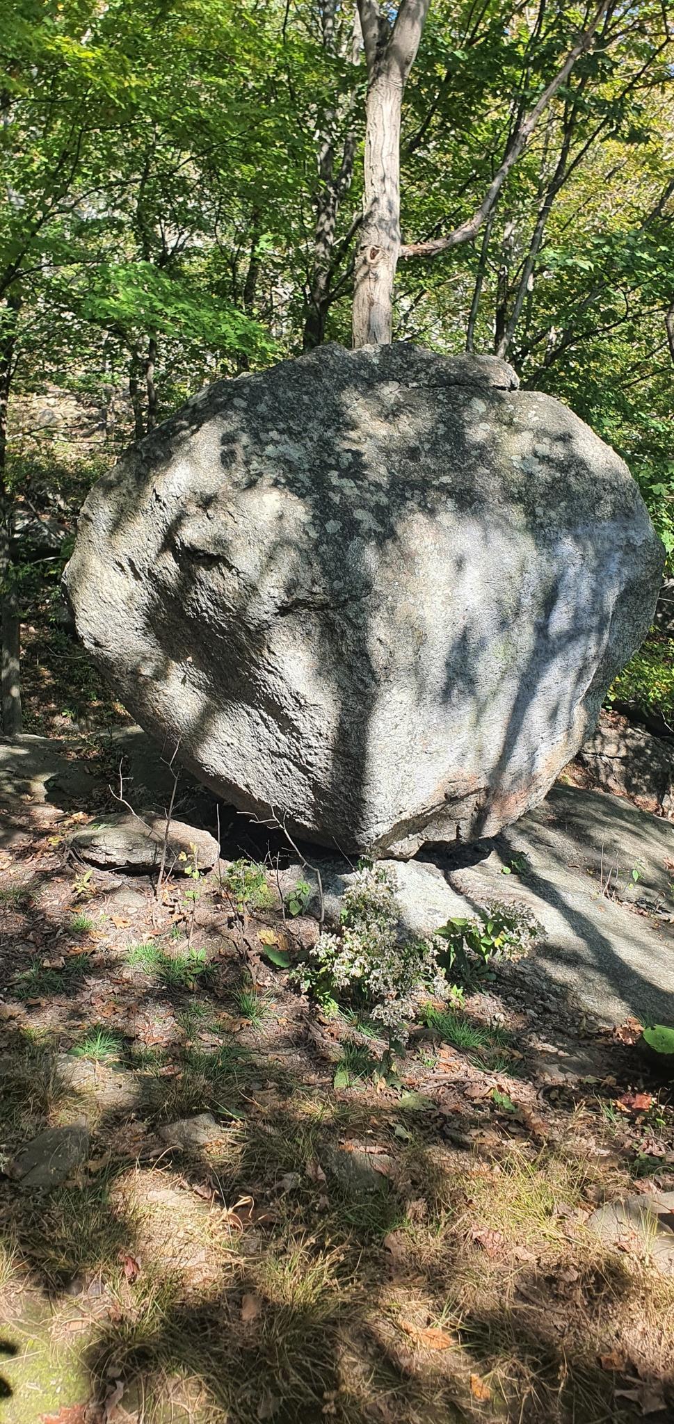 Large mossy boulder in a sun-dappled forest.