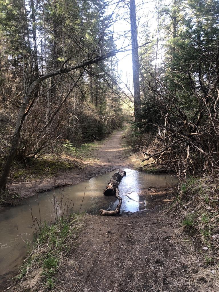 A dirt path through a forest with a stream and fallen log.