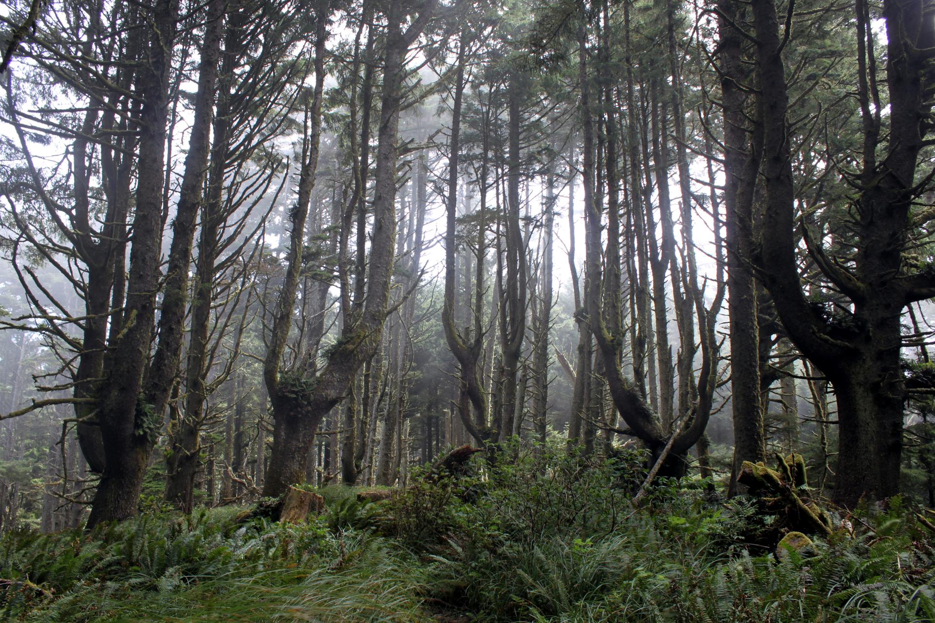 Tall, slender trees in a misty, dense forest with green undergrowth.