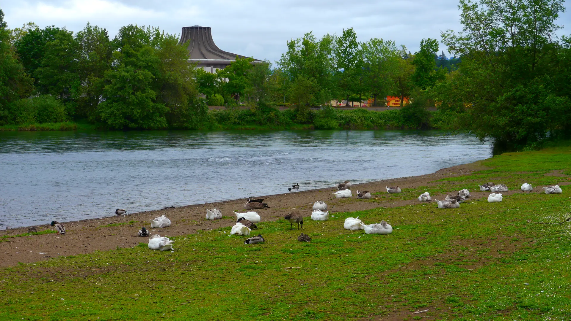 Ducks and geese rest on a grassy riverbank under an overcast sky.