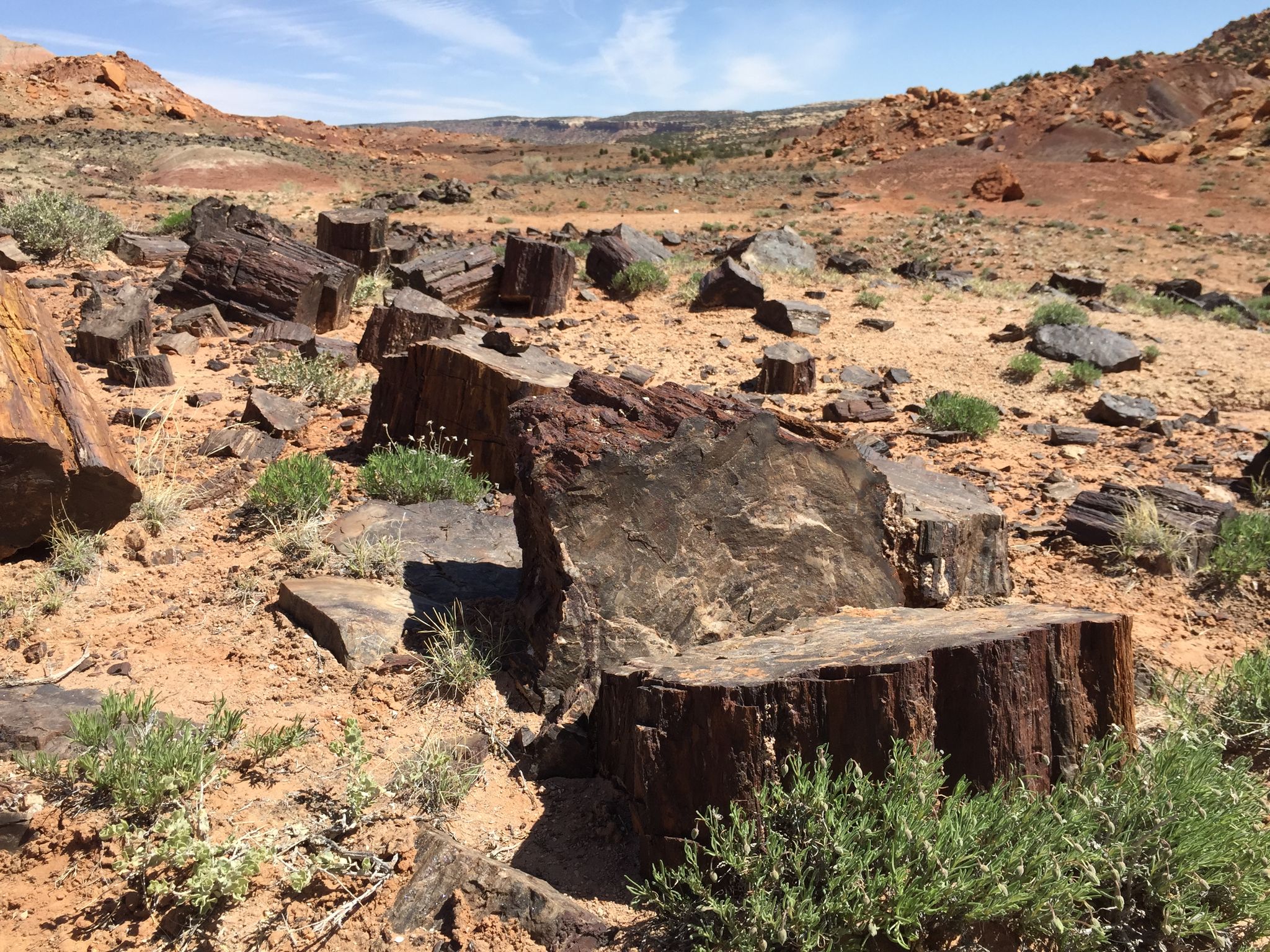 Petrified wood logs and stumps scattered across an arid, sunny landscape. - Wolverine Loop Road