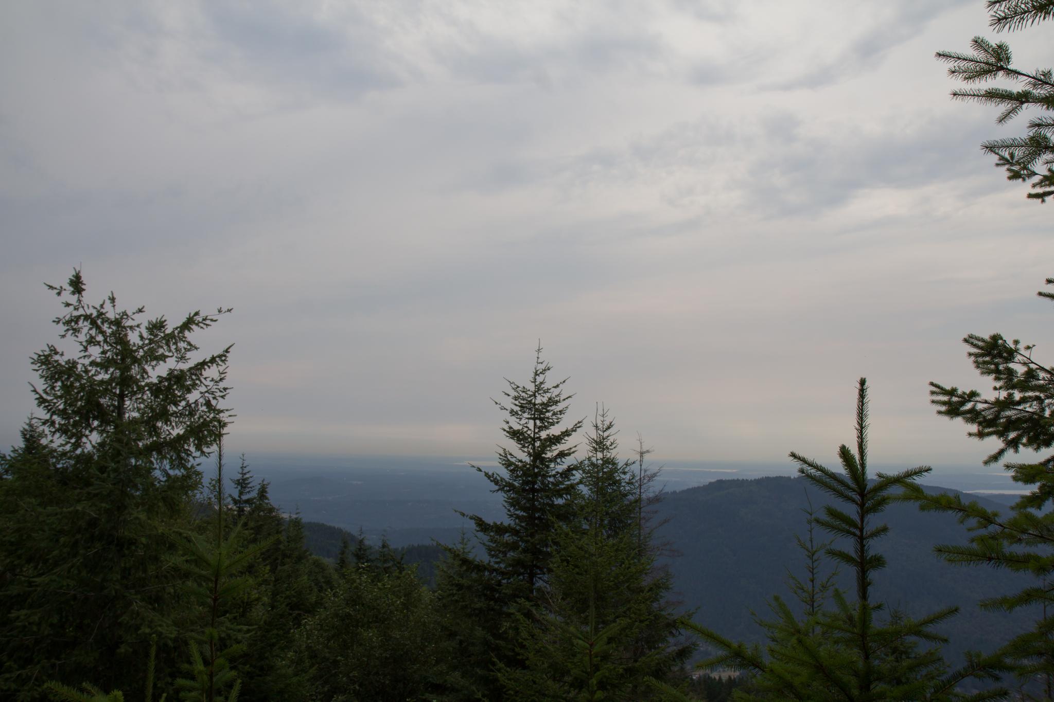 Overcast view of distant mountains framed by evergreen trees.