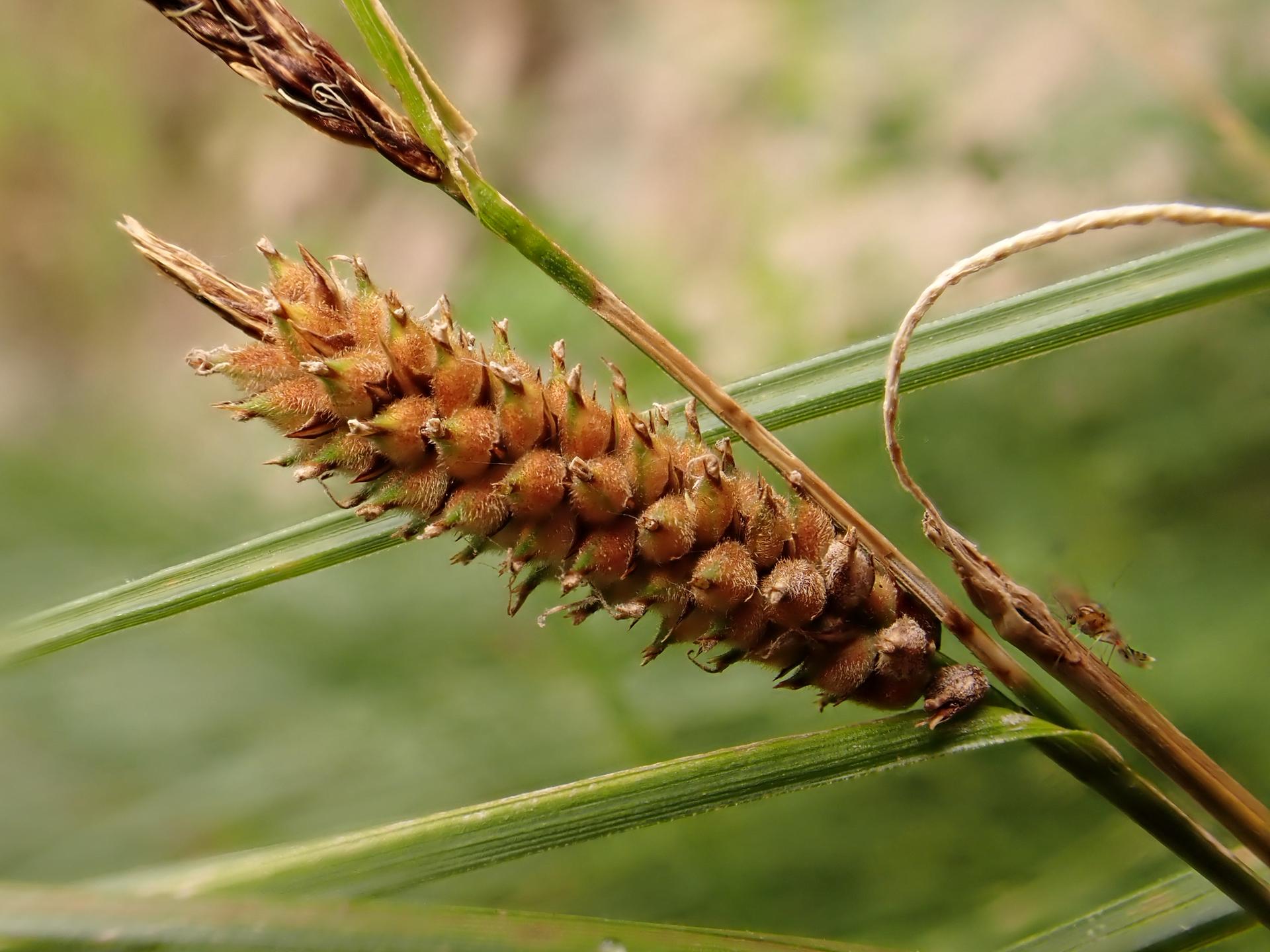 Close-up of a brown, spiky seed head on green plant stems.