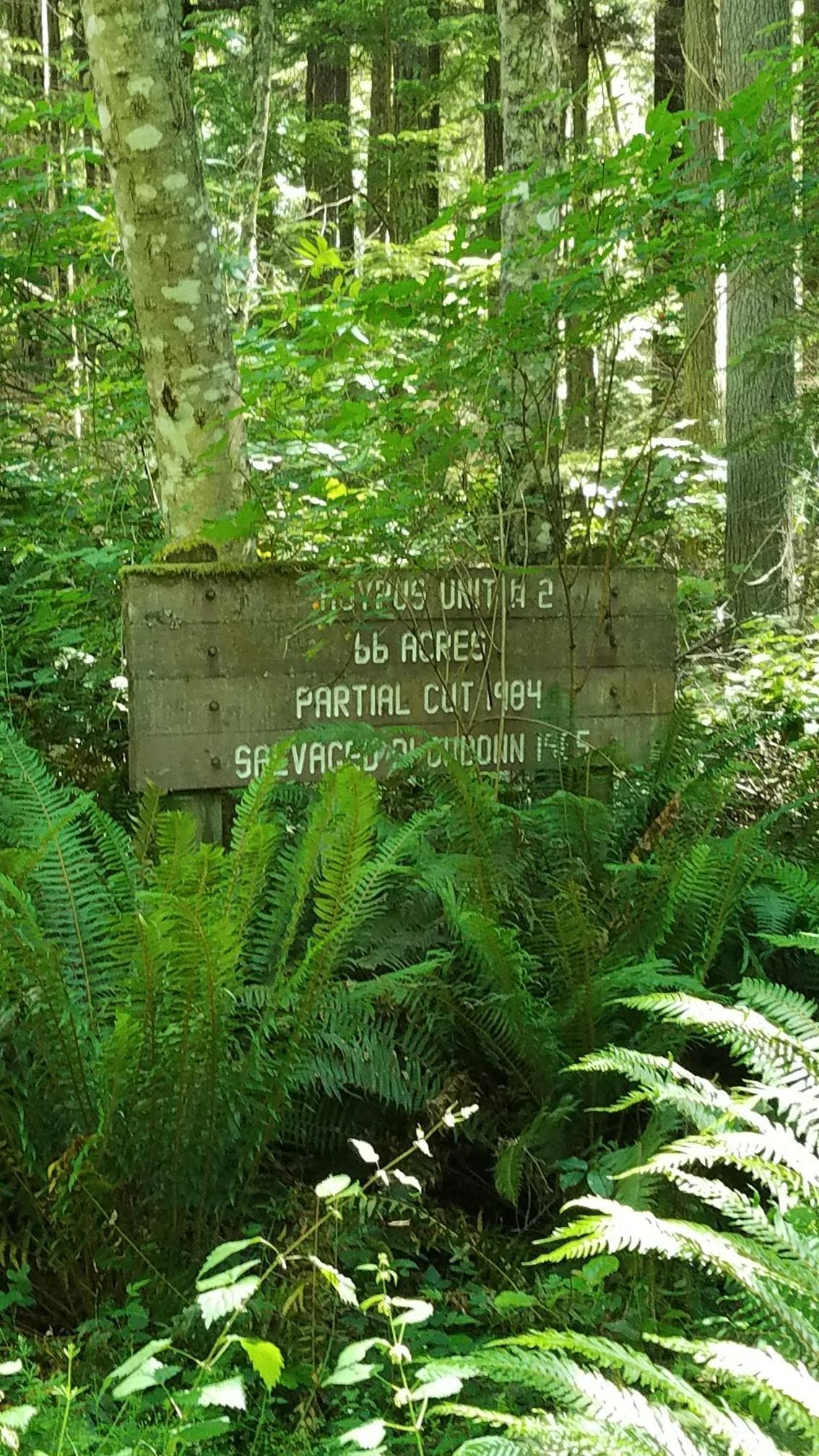 Weathered wooden sign partially obscured by ferns in a sunlit forest.
