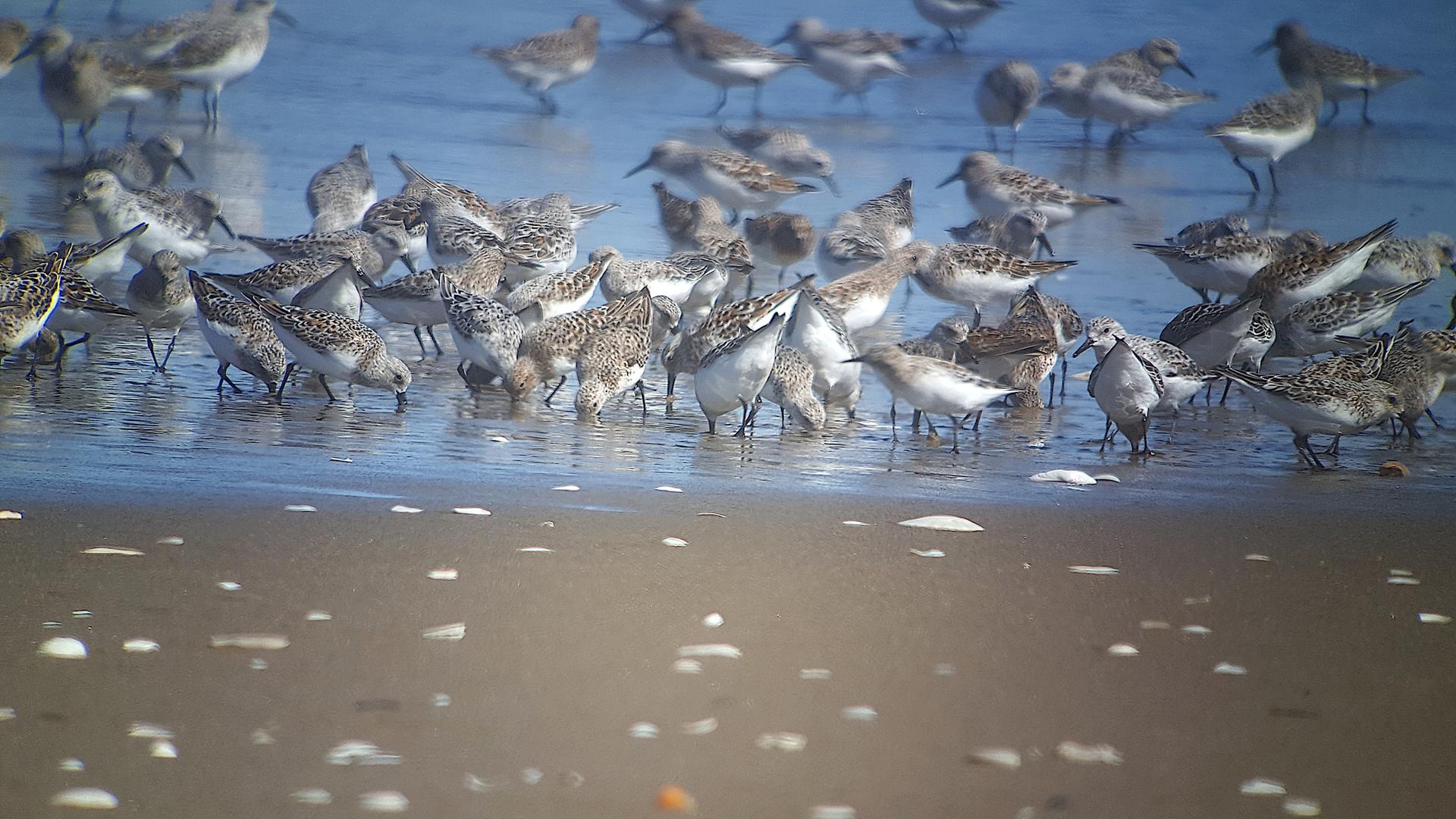 A flock of small shorebirds forages in shallow water on a sandy beach.