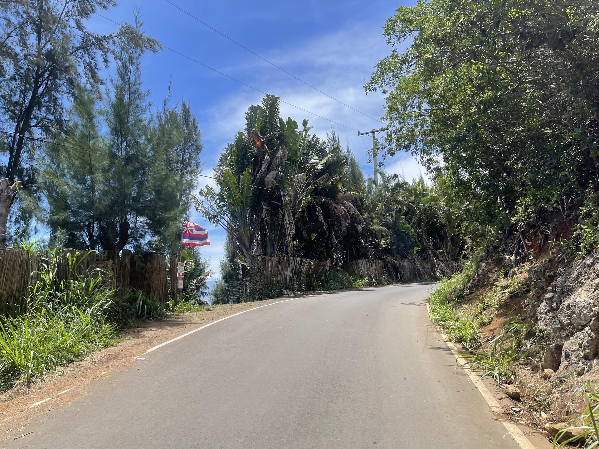 Winding paved road through dense tropical trees under a bright blue sky.