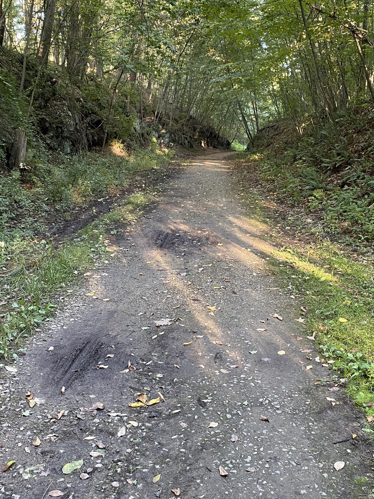 A sunlit dirt path winding through a dense green forest tunnel.