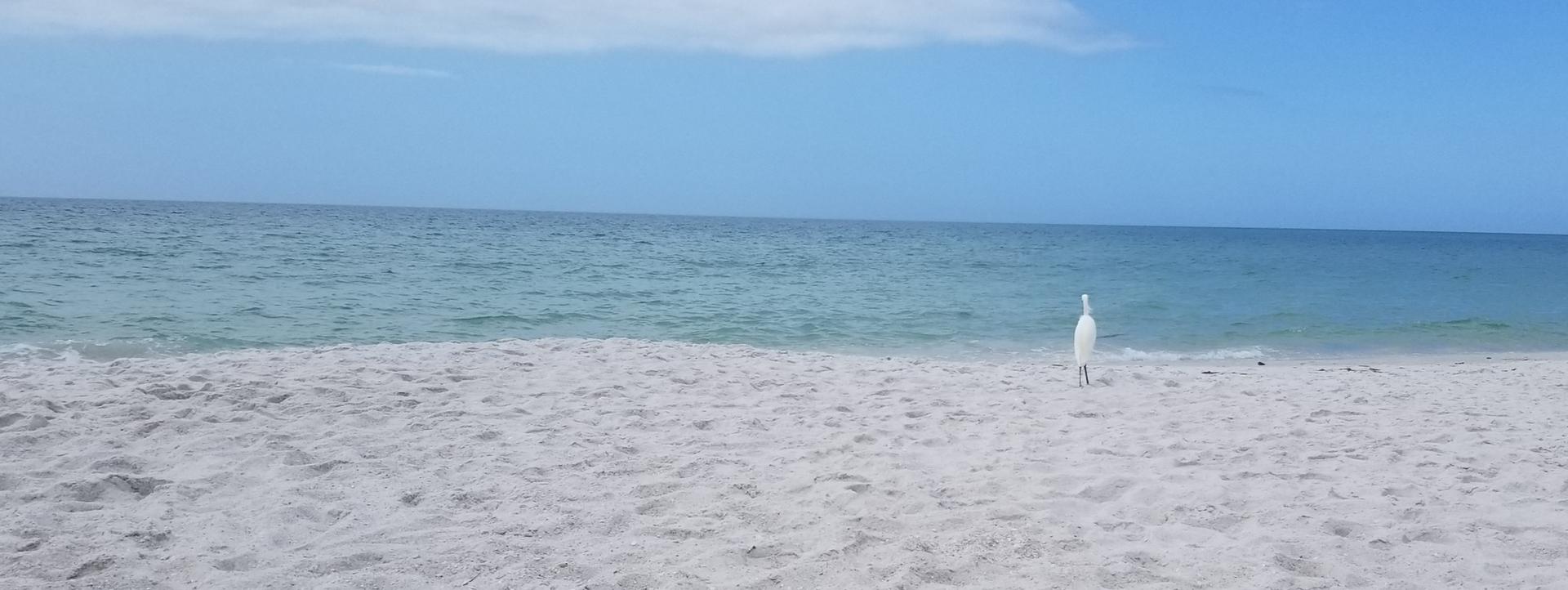 A white bird stands on a wide sandy beach by the blue ocean.