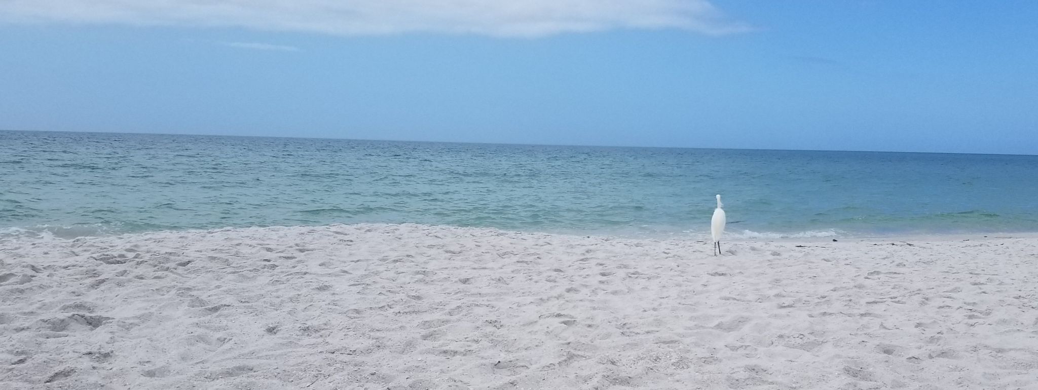 A white bird stands on a wide sandy beach by the blue ocean. - Naples Beach via Lowdermilk Park