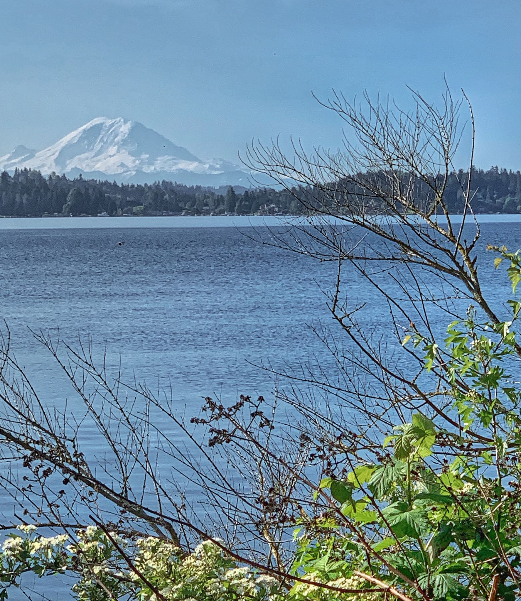 A clear view of a snow-capped mountain across a blue lake, framed by branches. - Warren G. Magnuson Park loop