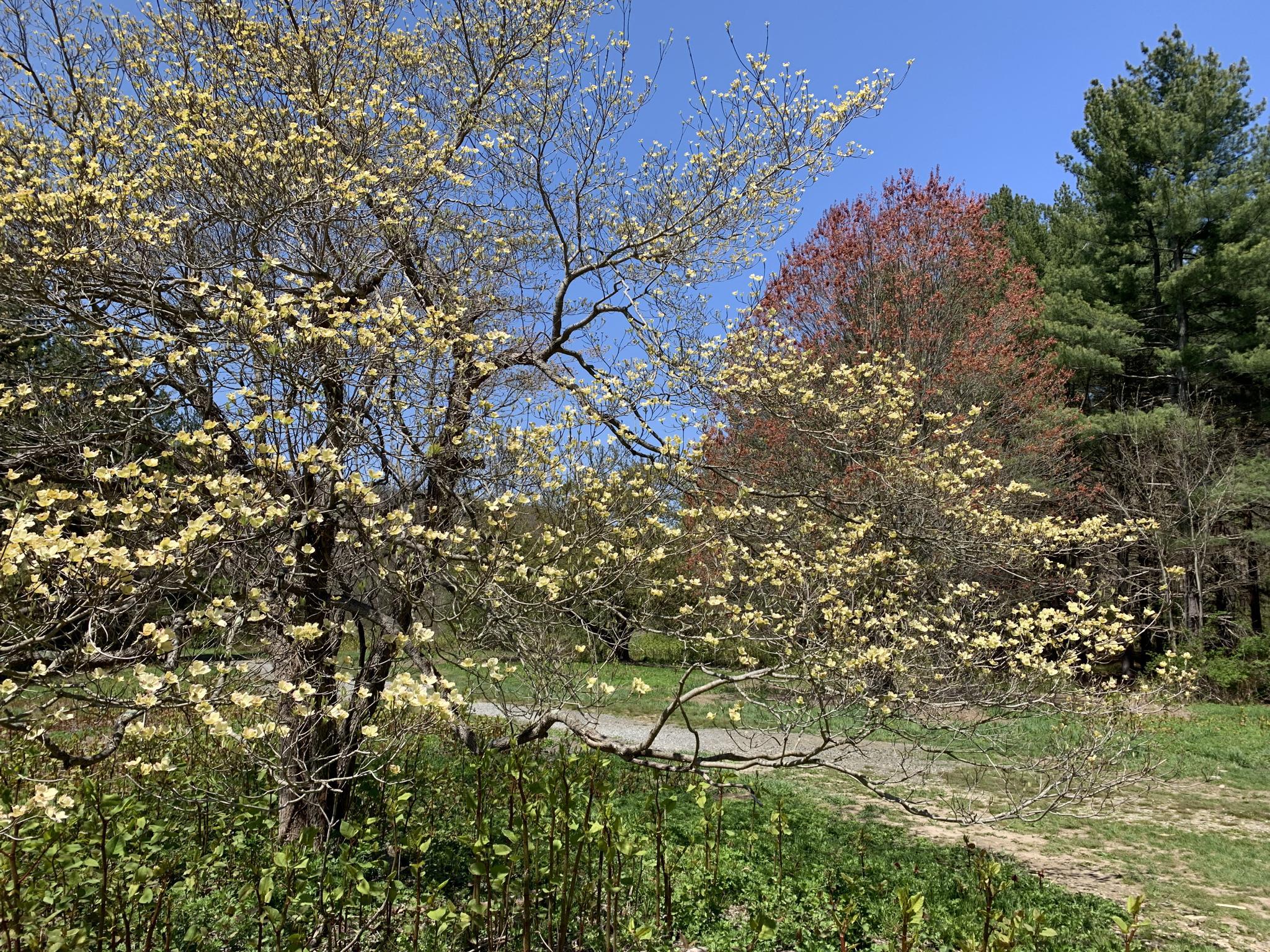 Bright yellow flowering tree against a blue sky and forest edge.