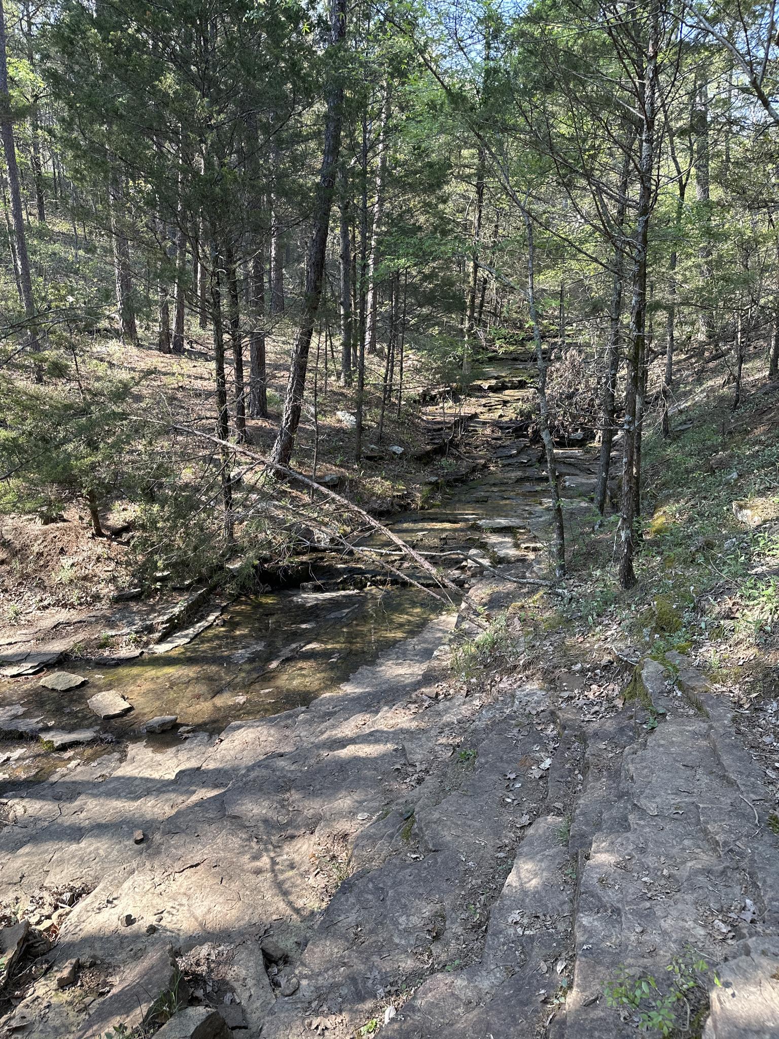 Rocky stream flowing through a sunlit forest with tall trees and green foliage.