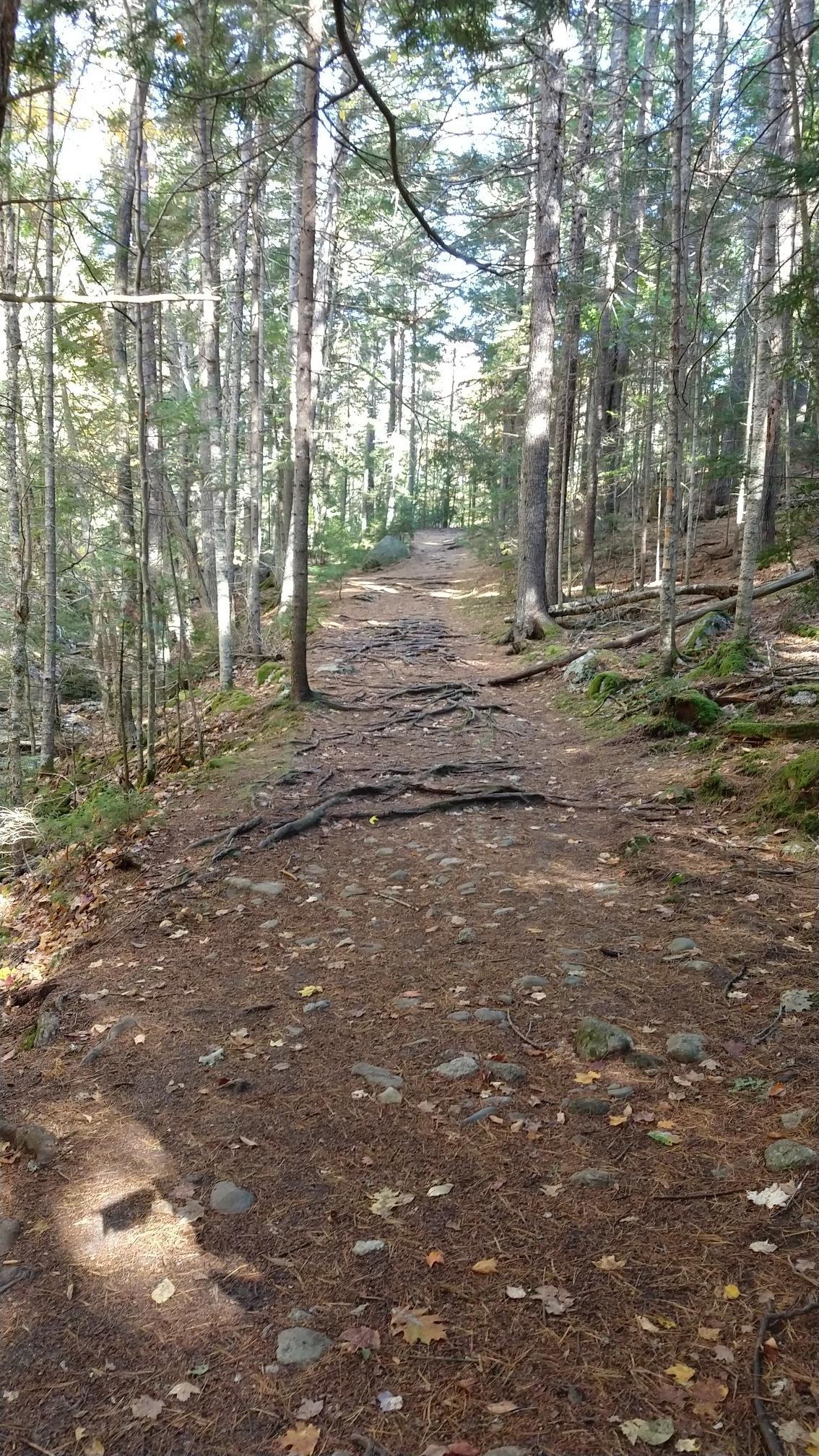 Dirt path with exposed tree roots winding through a sunlit forest.