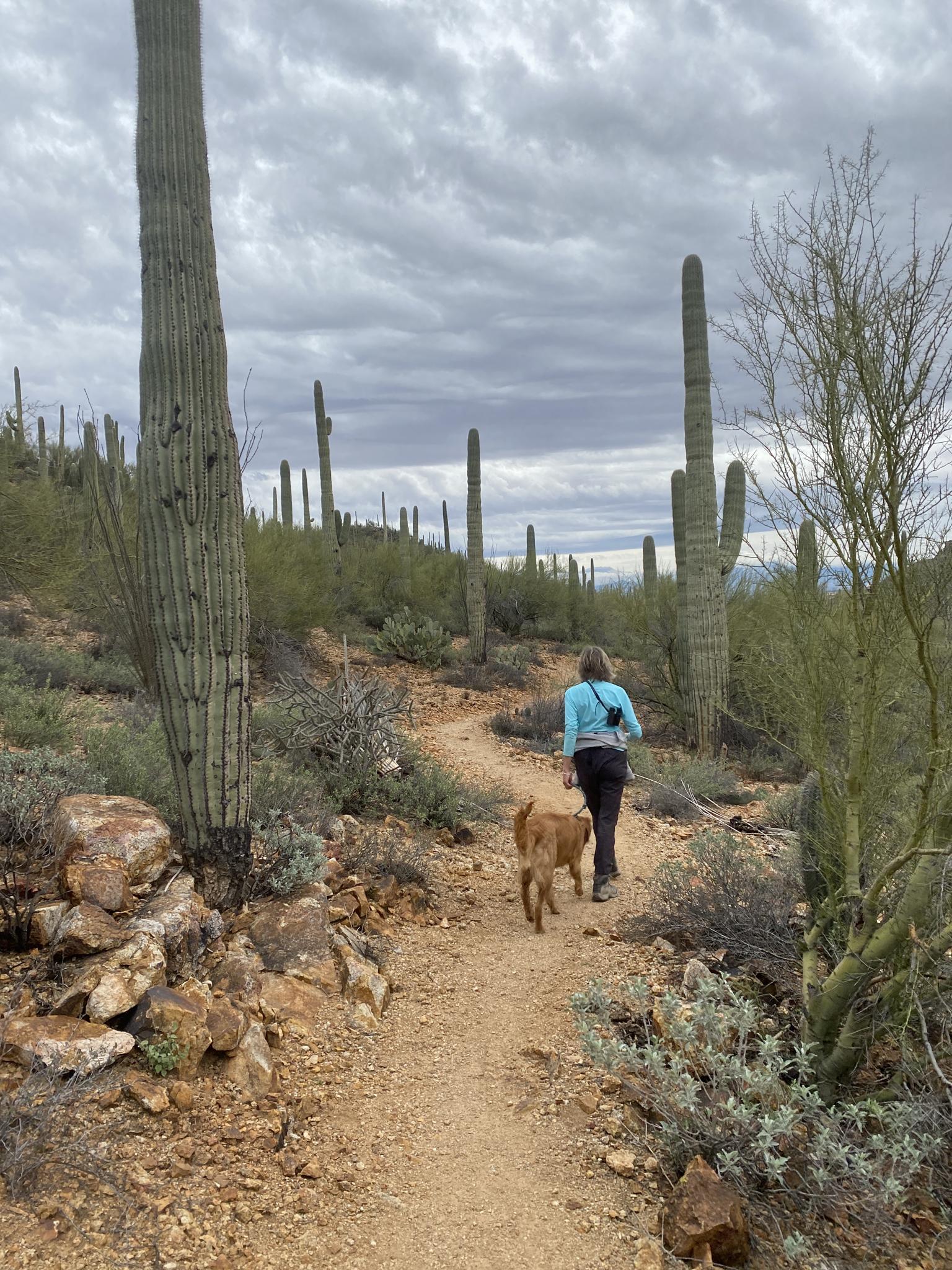 Woman and dog hiking a desert trail among saguaro cacti under cloudy skies.