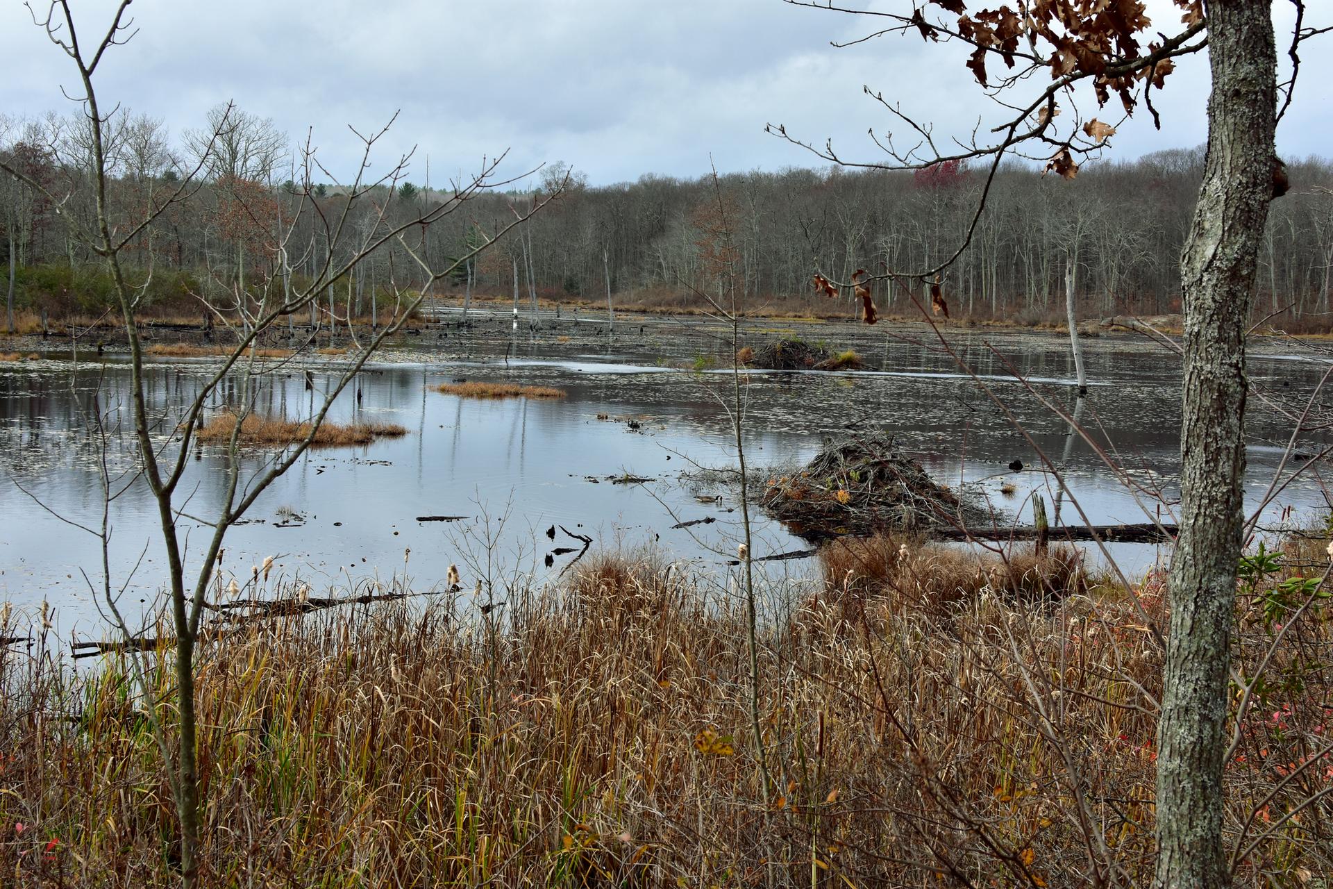 Overcast view of a wetland with a beaver lodge, bare trees, and dry grass.