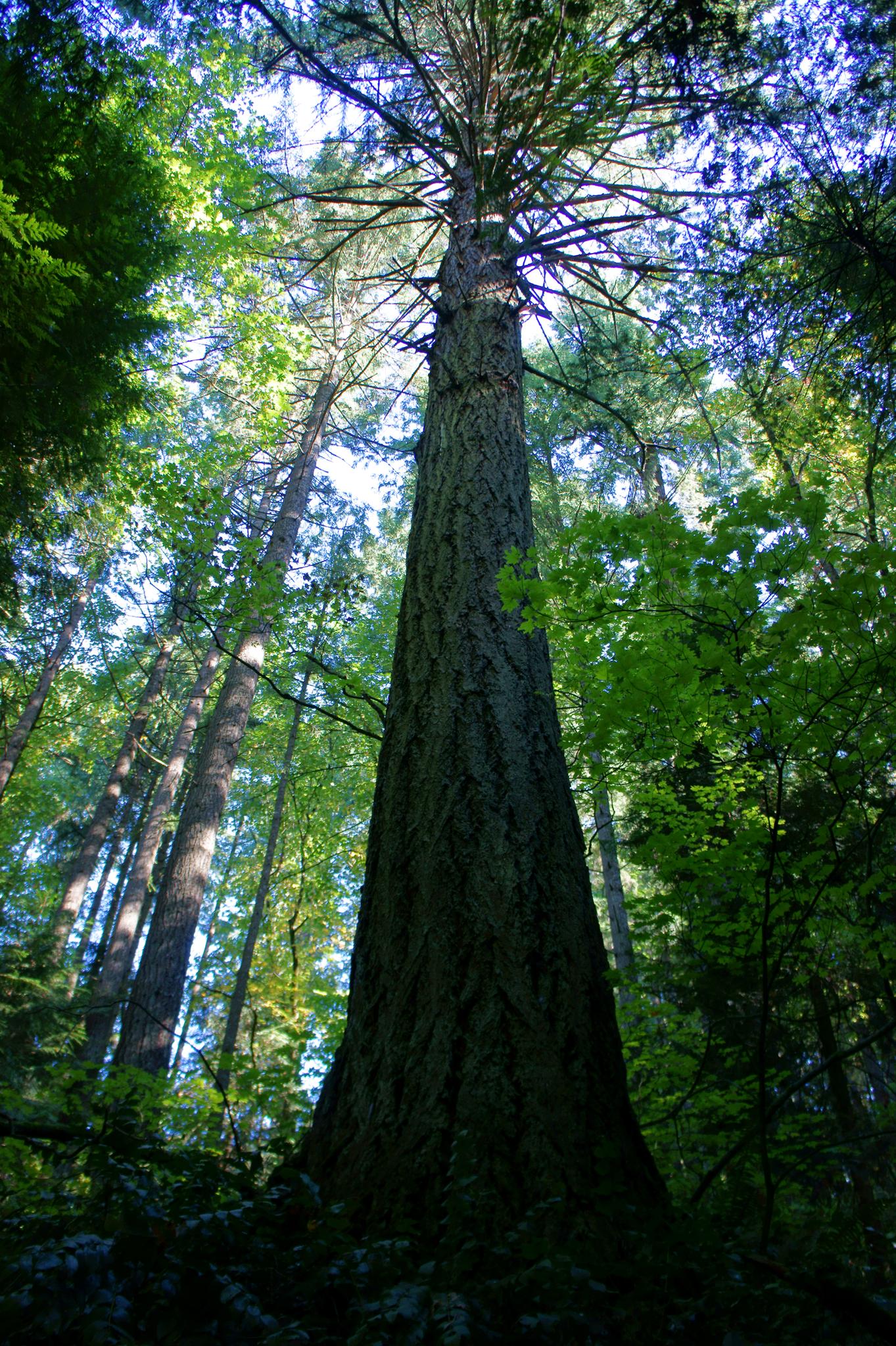 Looking up at a tall, thick tree in a sunlit, green forest.