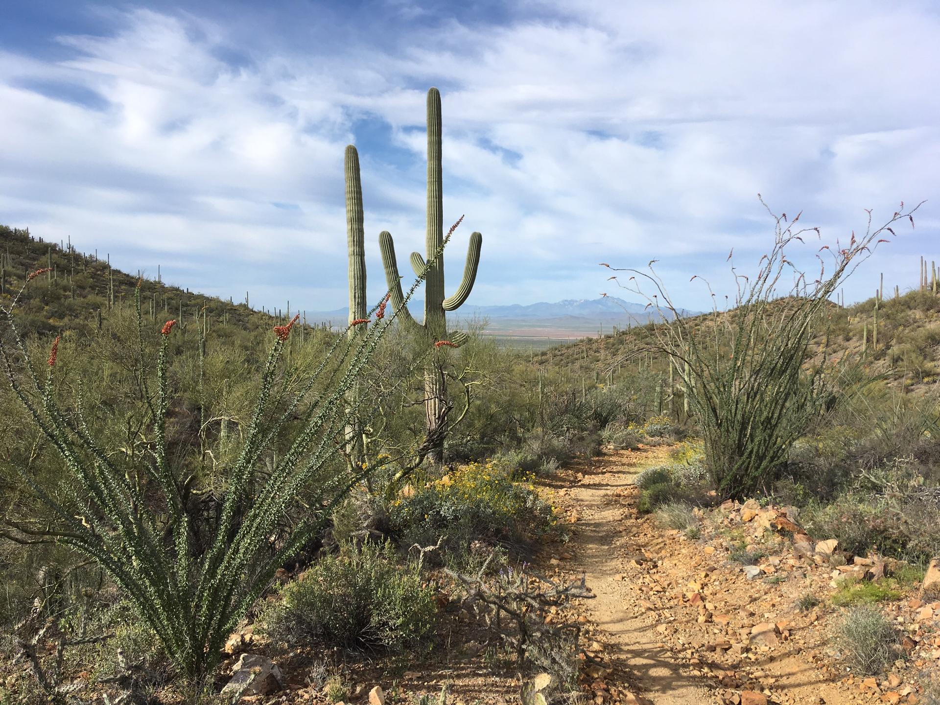 Dirt trail winding through desert plants and saguaro cacti under a cloudy sky.