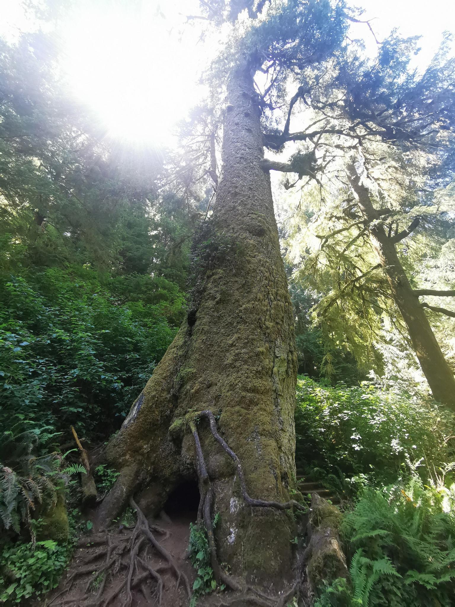 Sunlight illuminates a towering, moss-covered tree with exposed roots in a forest.