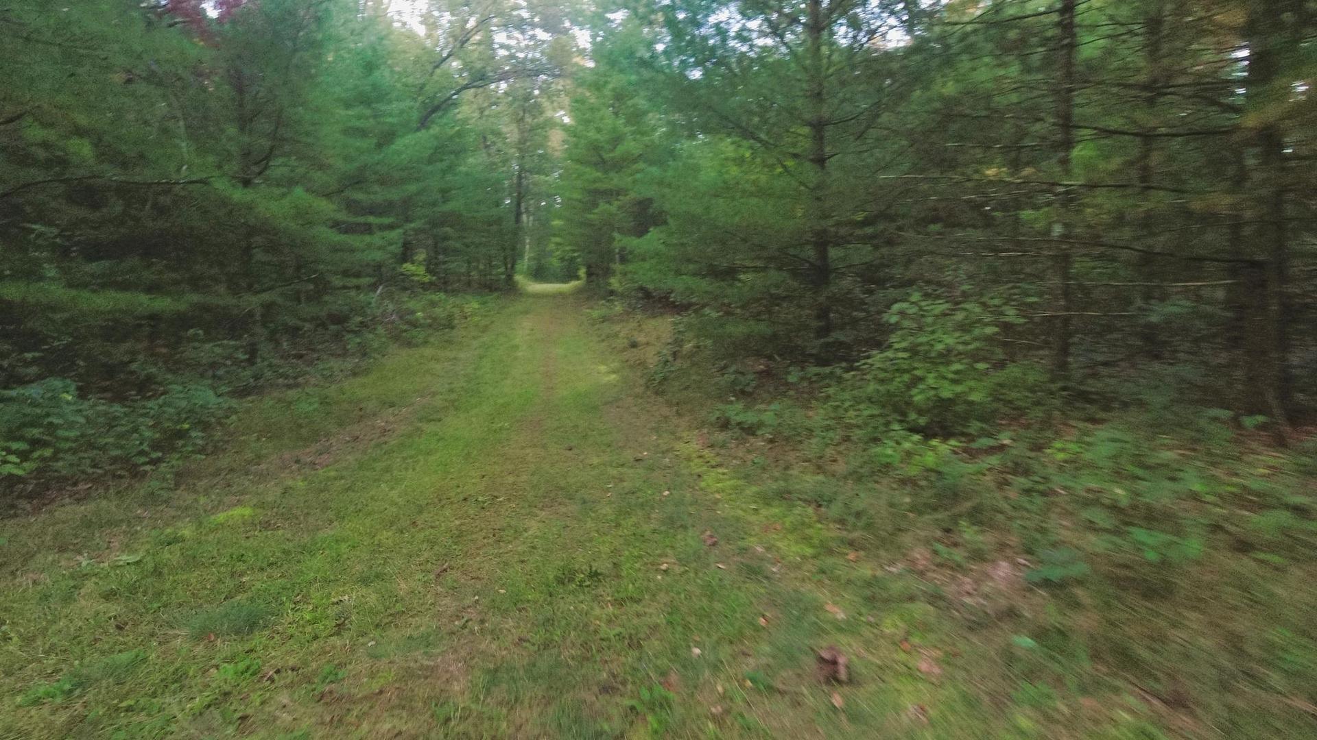A wide grassy path leads through a dense green forest on a bright day.