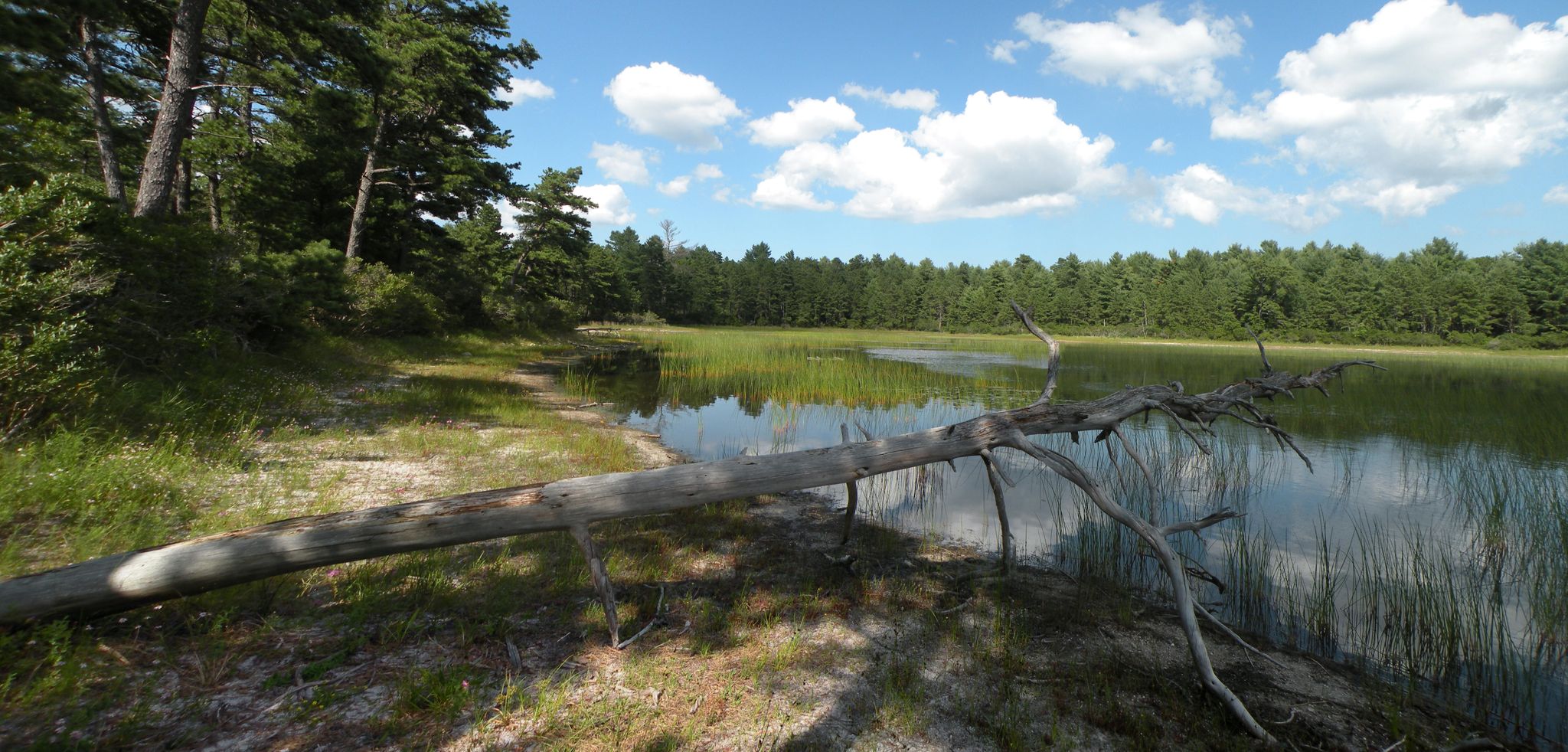 Fallen tree trunk on a grassy shore by a calm lake under blue sky. - Bentley Loop Trail