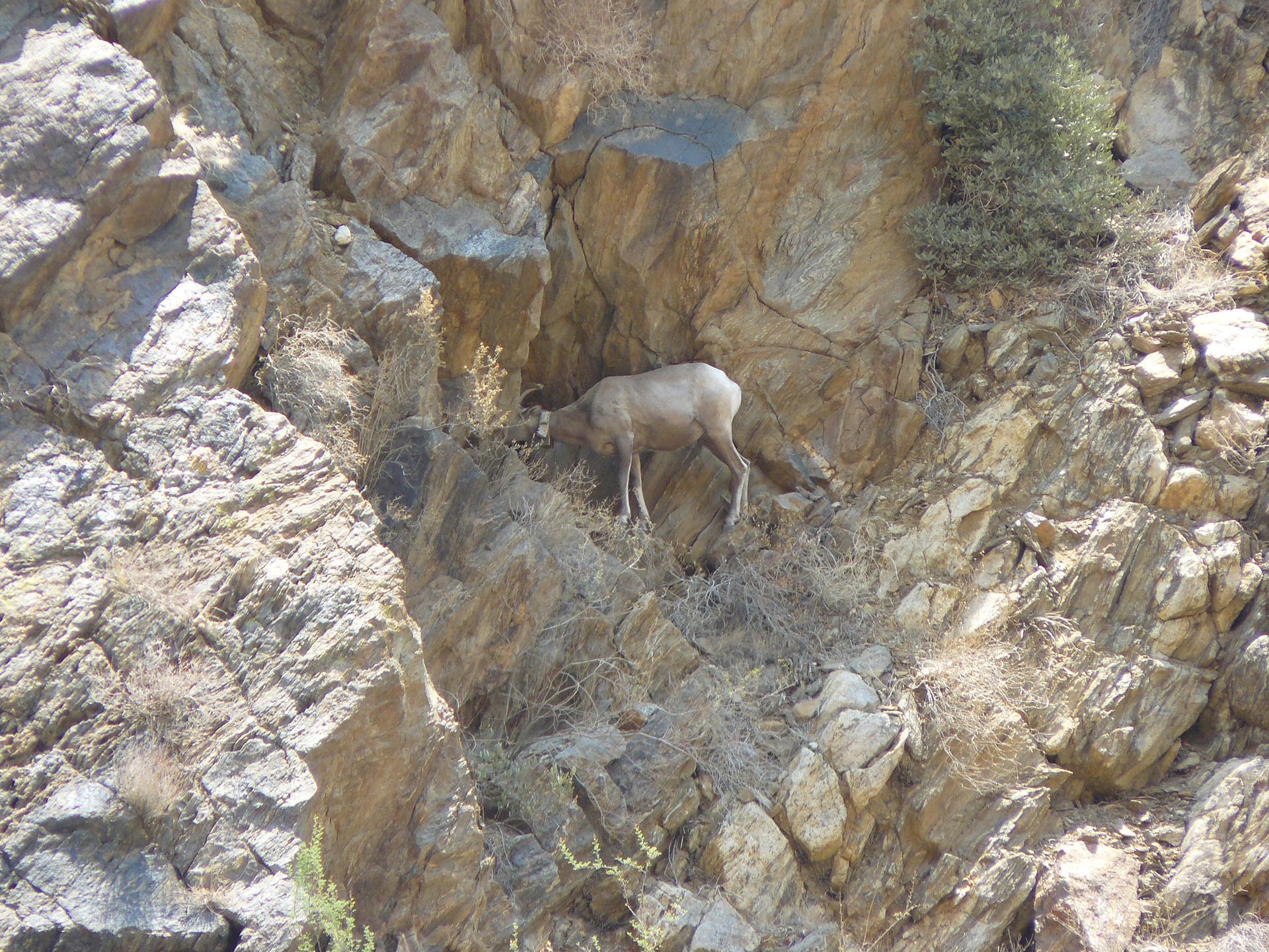 A wild sheep stands on a steep, sunlit, rocky mountain slope.