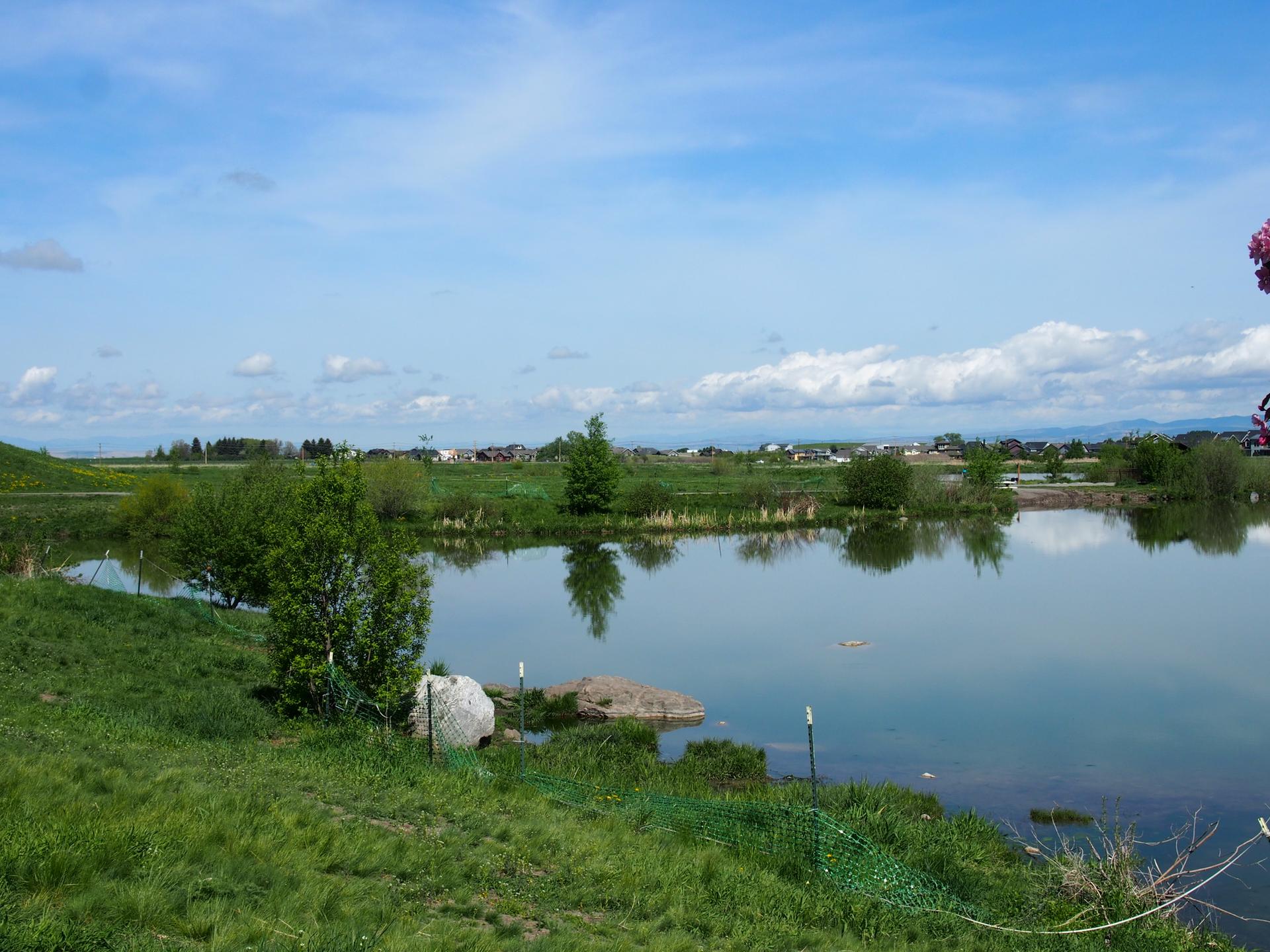A tranquil pond reflects a bright blue sky with scattered clouds.