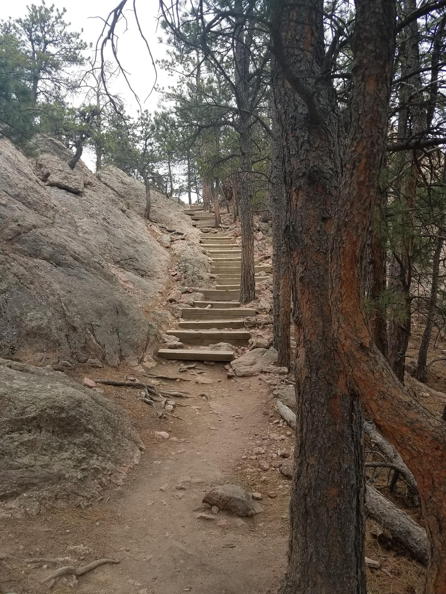 Wooden steps ascending a dirt path through a pine forest.