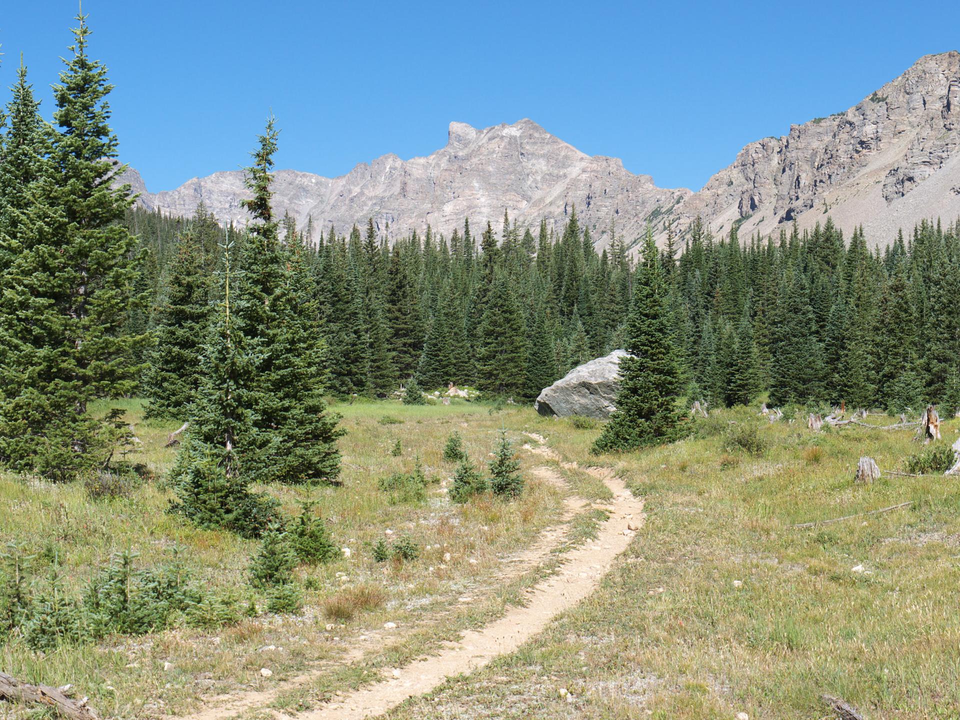A dirt path winds through a sunny meadow with pine trees and rocky mountains.