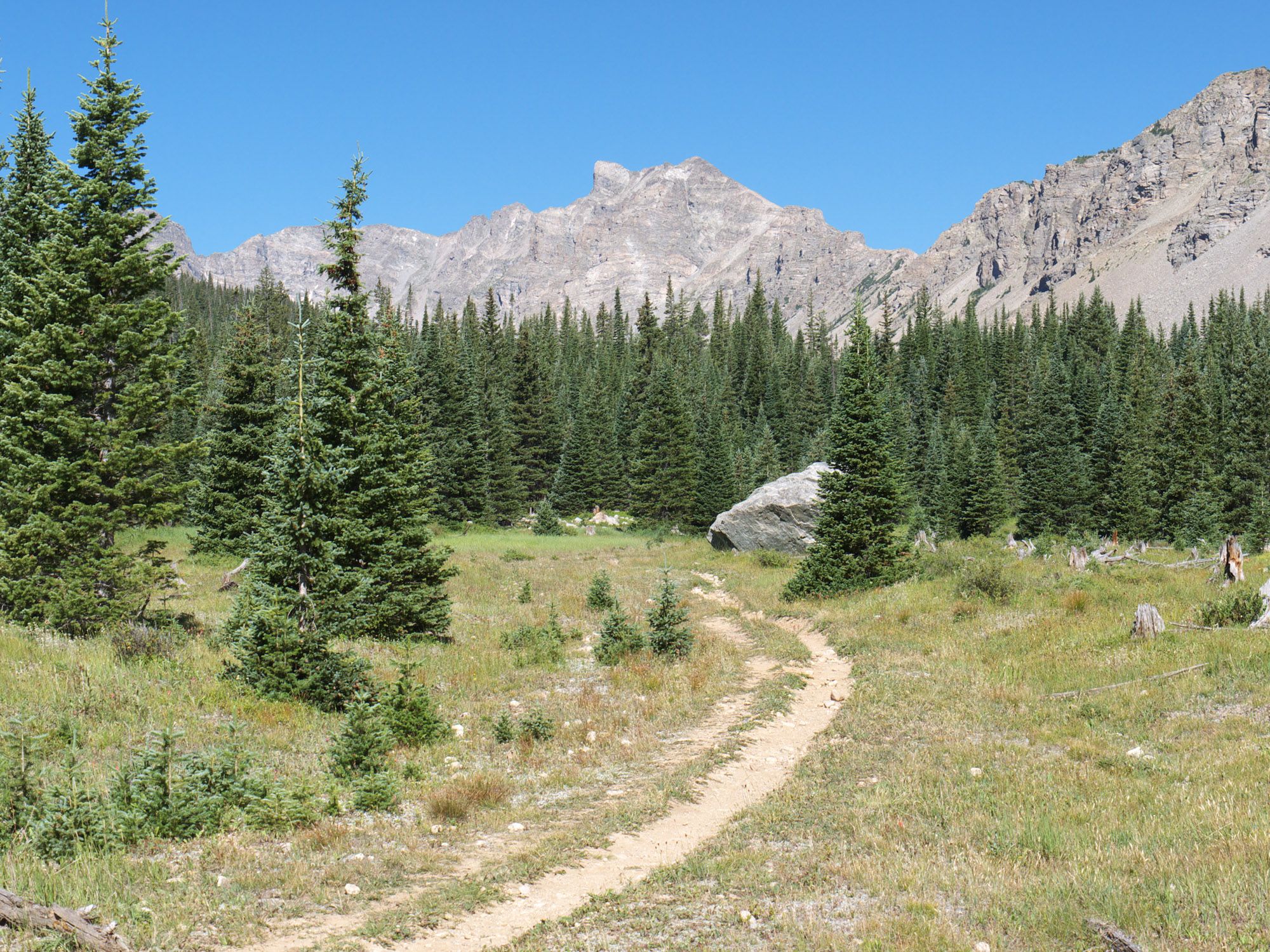A dirt path winds through a sunny meadow with pine trees and rocky mountains. - Saint Vrain and Meadow Mountain Trail