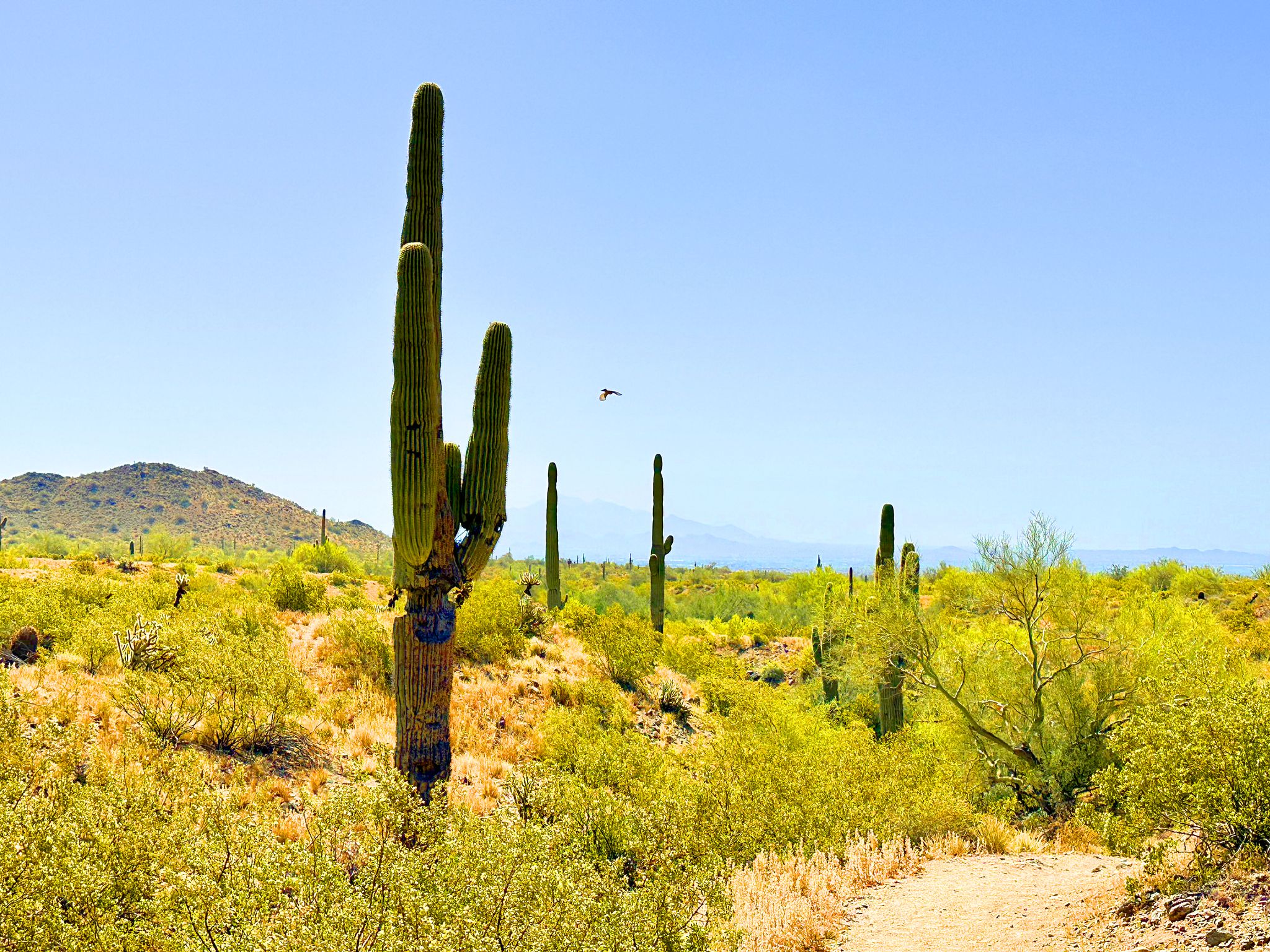 Tall saguaro cacti line a dirt path through a sunny desert landscape. - Turnbuckle Loop Trail