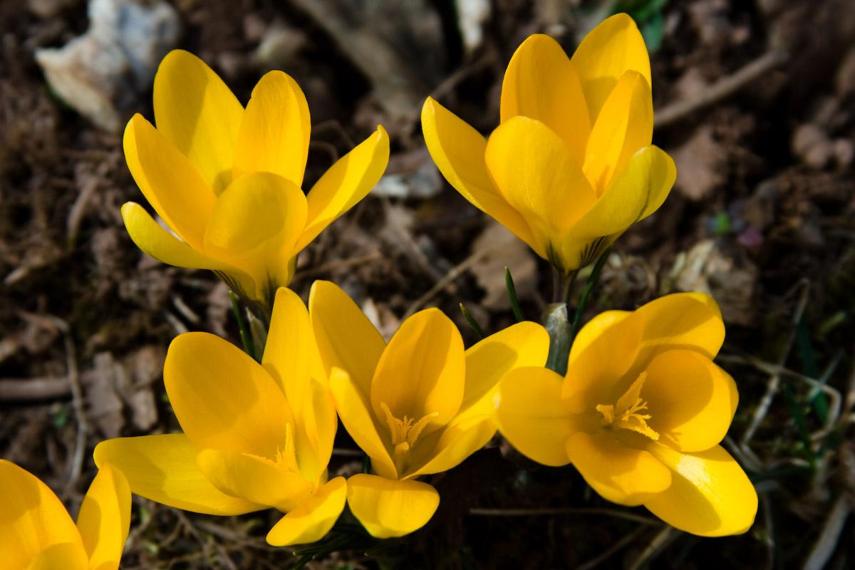 Cluster of bright yellow crocus flowers blooming in direct sunlight.