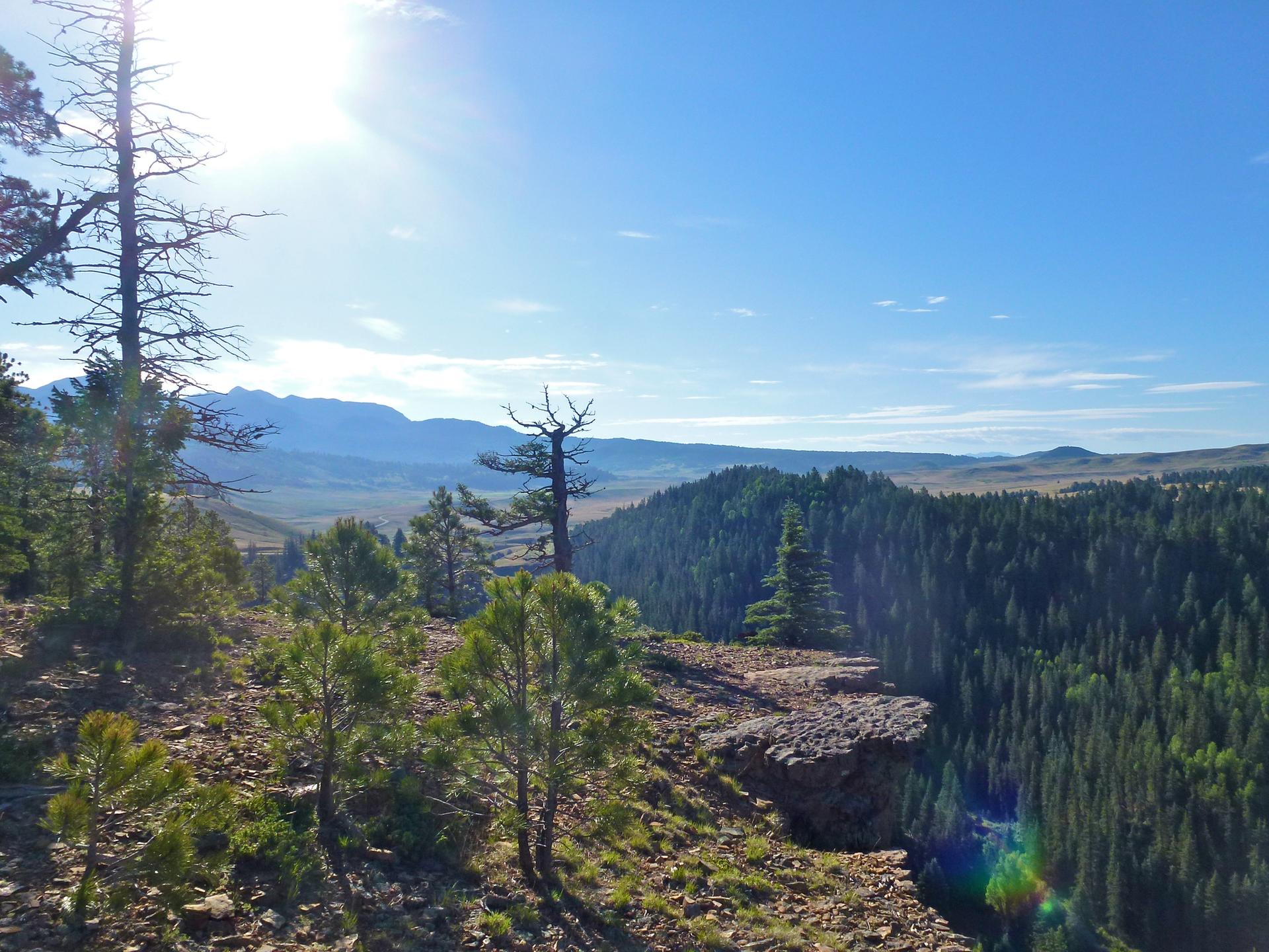 A sunny mountain vista with pine trees and a vast forest below.