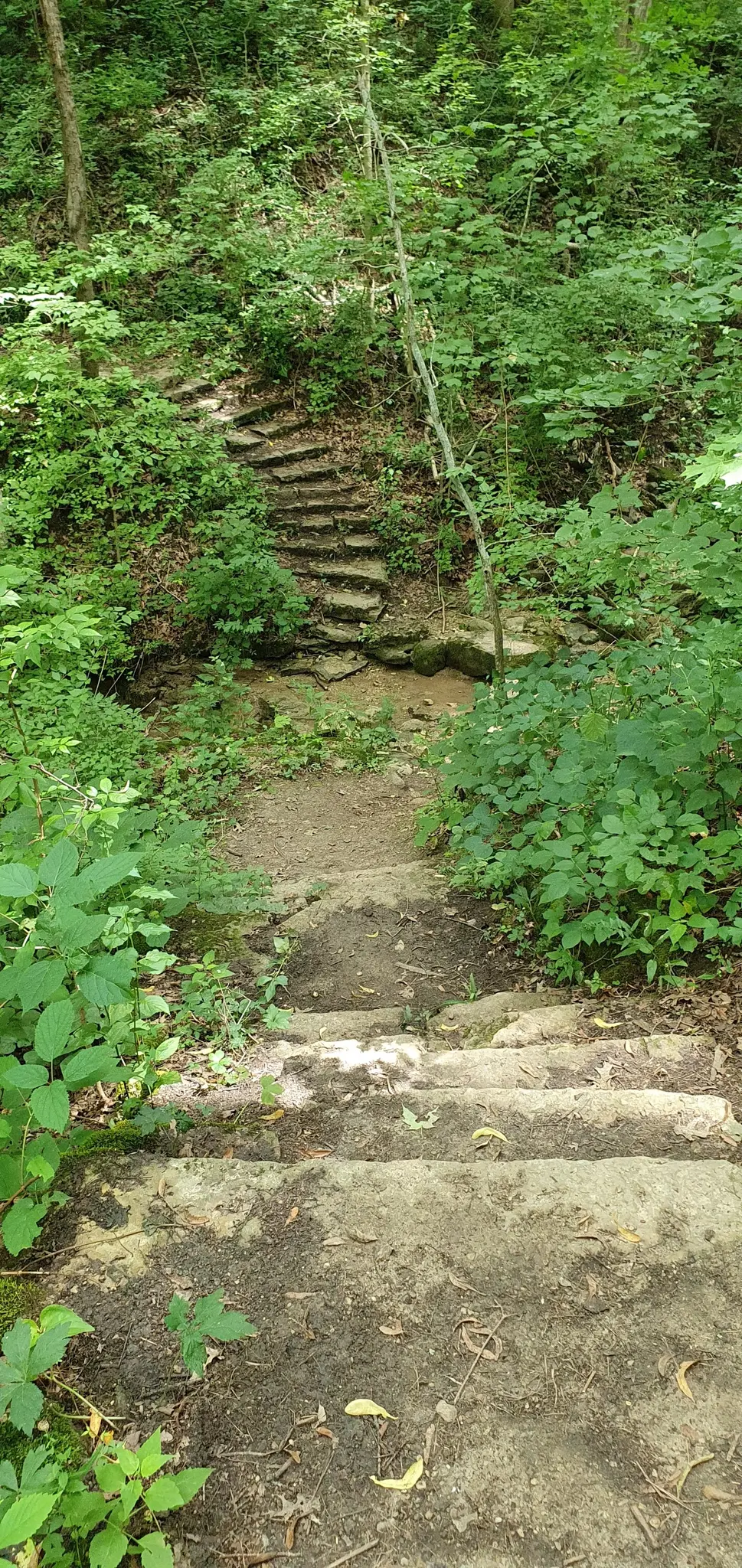 Winding stone steps ascend a steep, lush green forest path under dappled light.