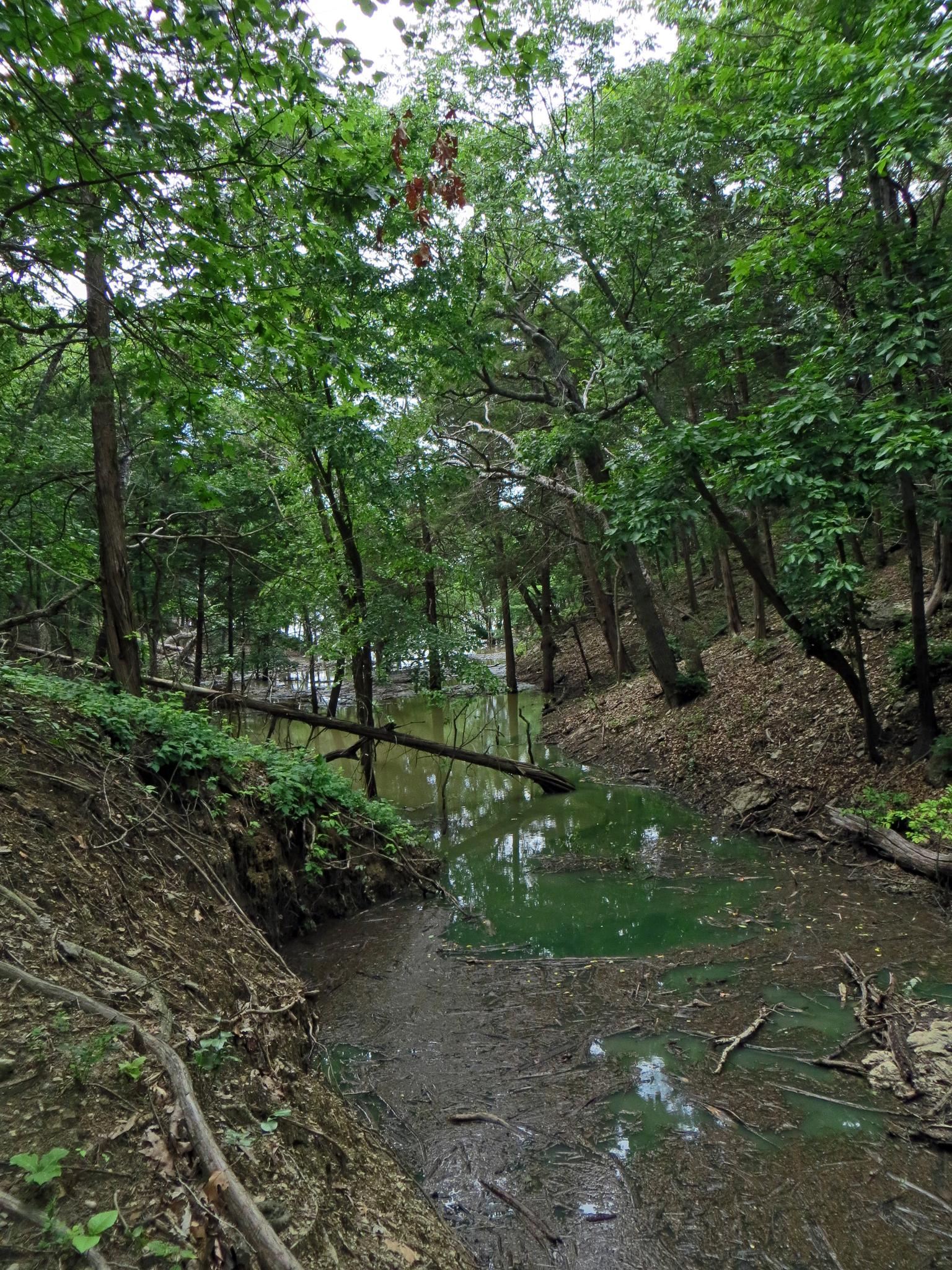 A narrow, murky green stream flowing through a dense, shaded forest.