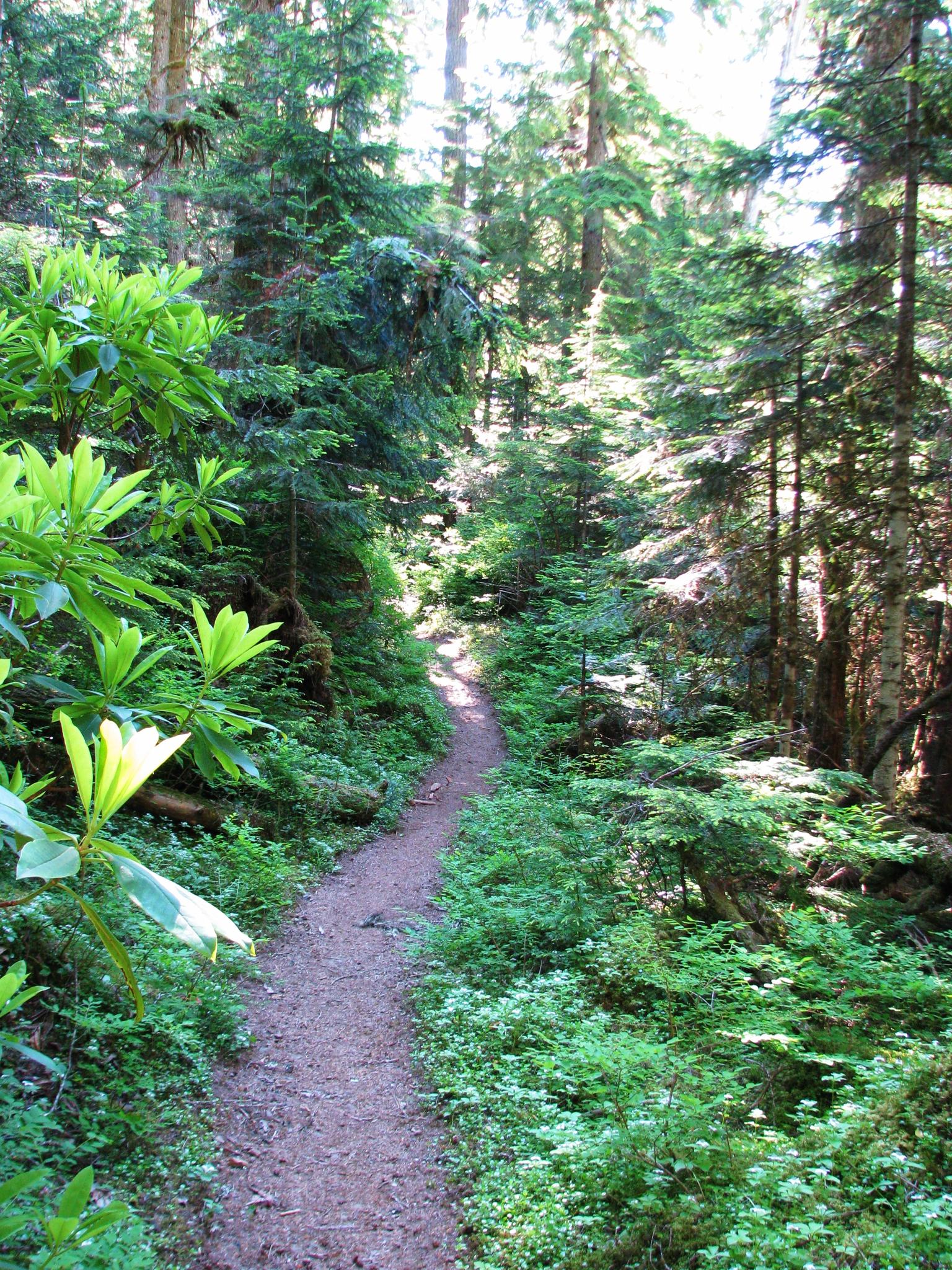 A winding dirt path through a lush, sun-dappled forest with tall trees.
