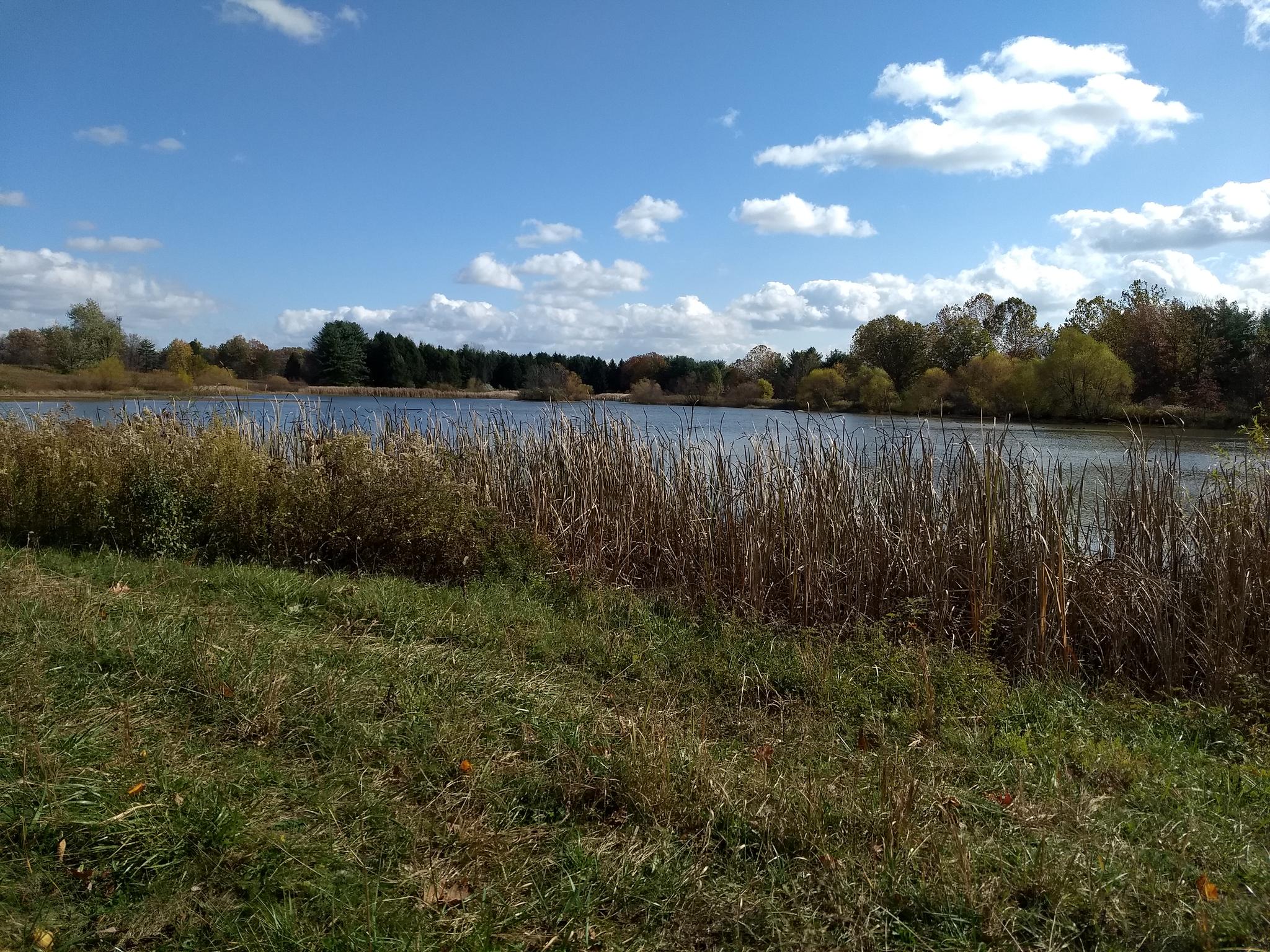 Grassy shore of a calm lake under a bright blue sky with clouds.