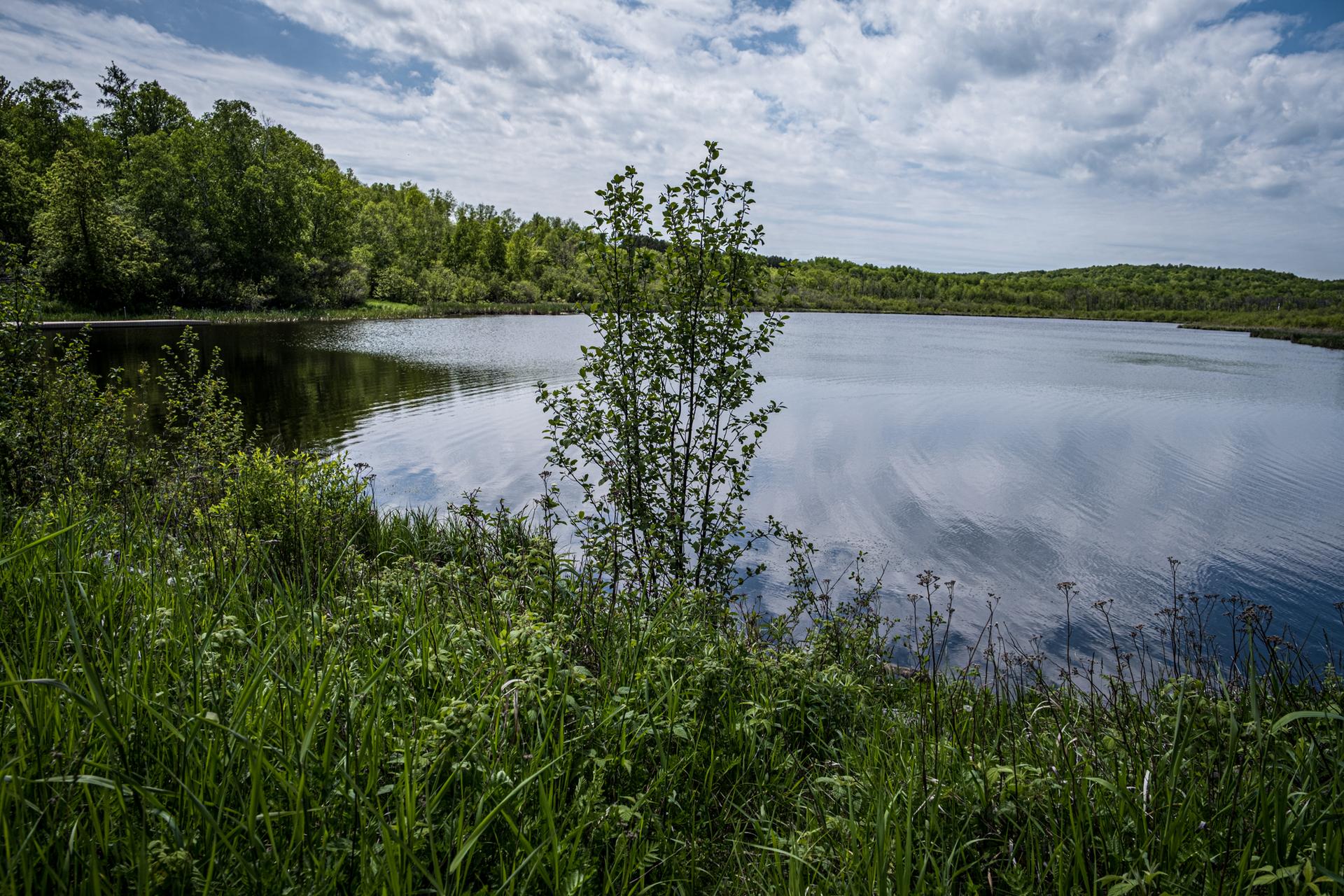 Calm lake reflecting cloudy sky, surrounded by green trees and tall grass.