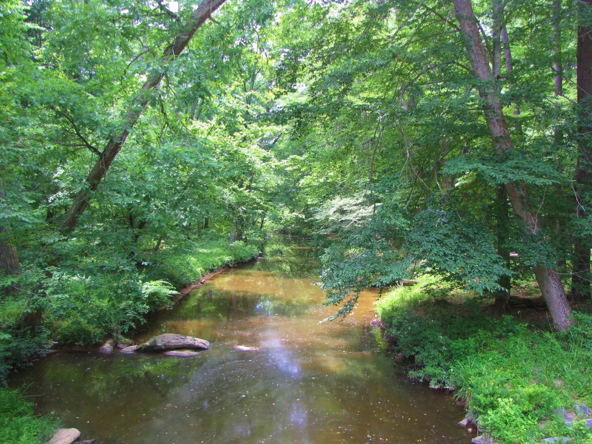 A calm river flows through a dense, sunlit green forest.