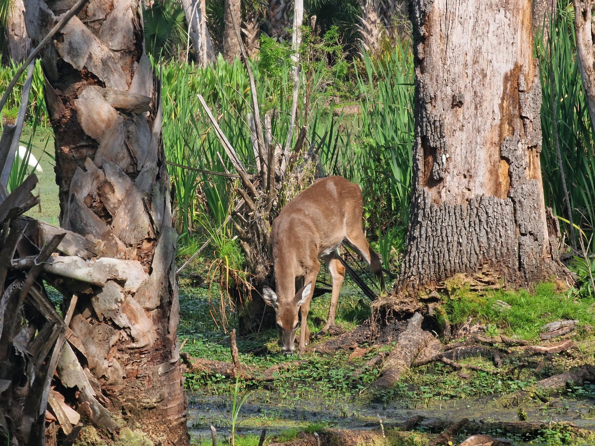 A brown deer grazes among trees and green foliage in dappled sunlight.