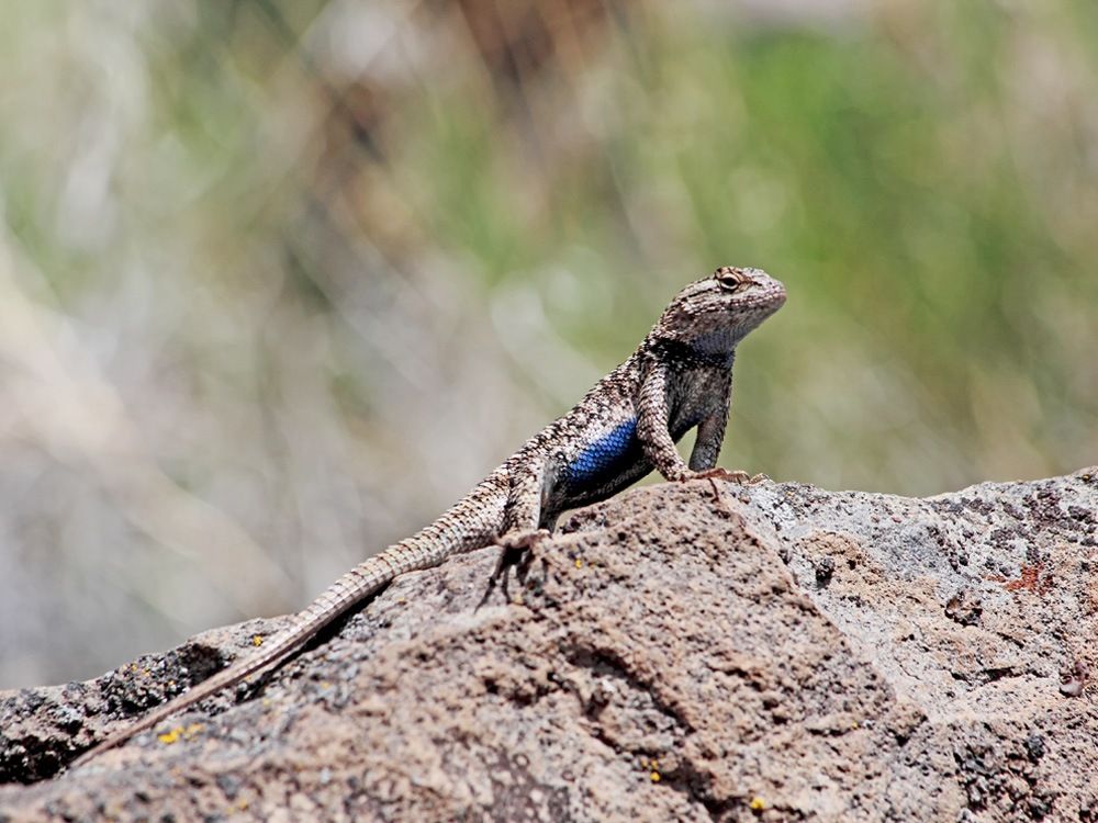 A blue-bellied lizard rests on a textured rock in bright light. - Dry Canyon Trail Loop