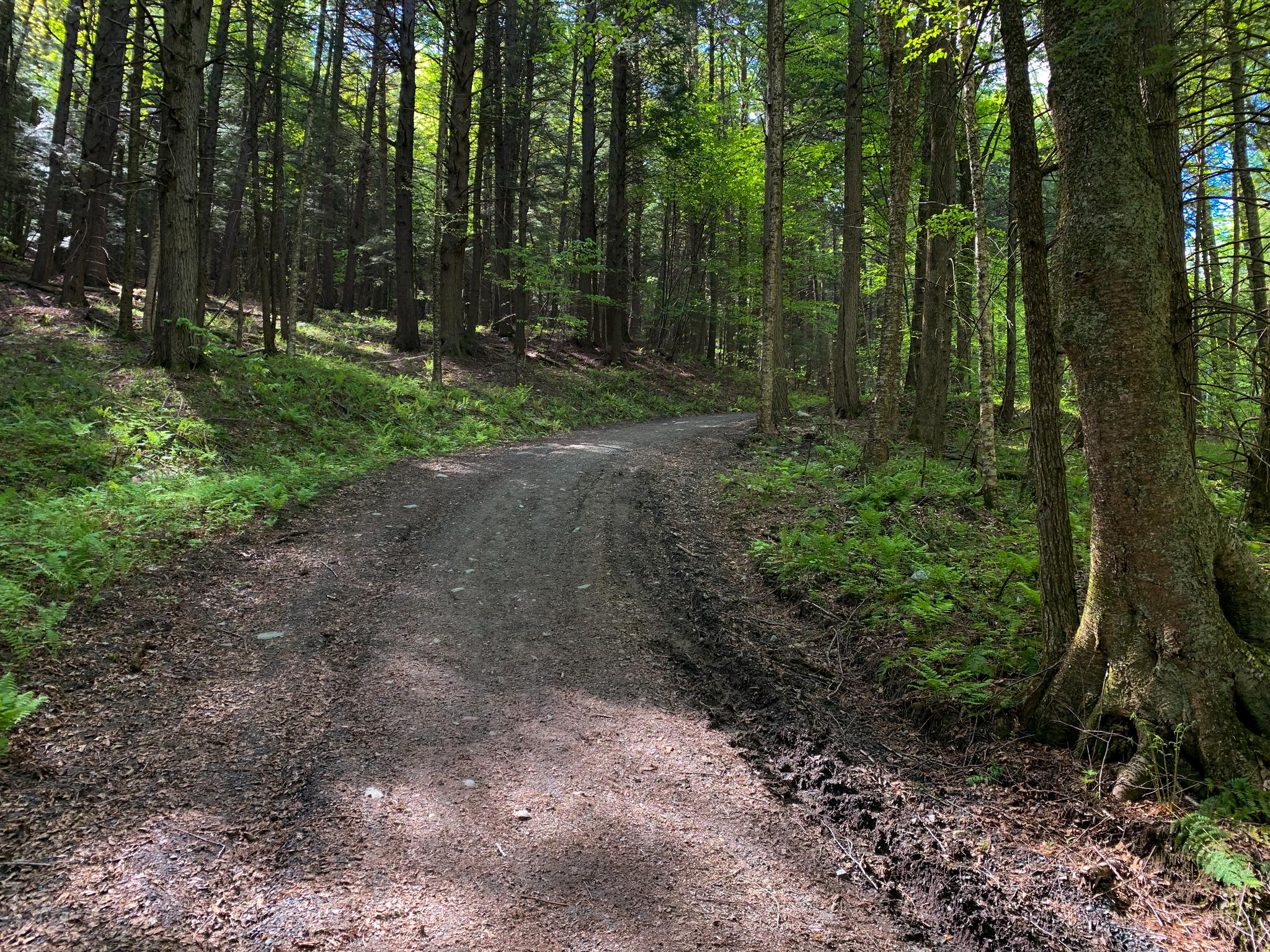 A winding dirt road through a sunlit forest with lush green undergrowth.