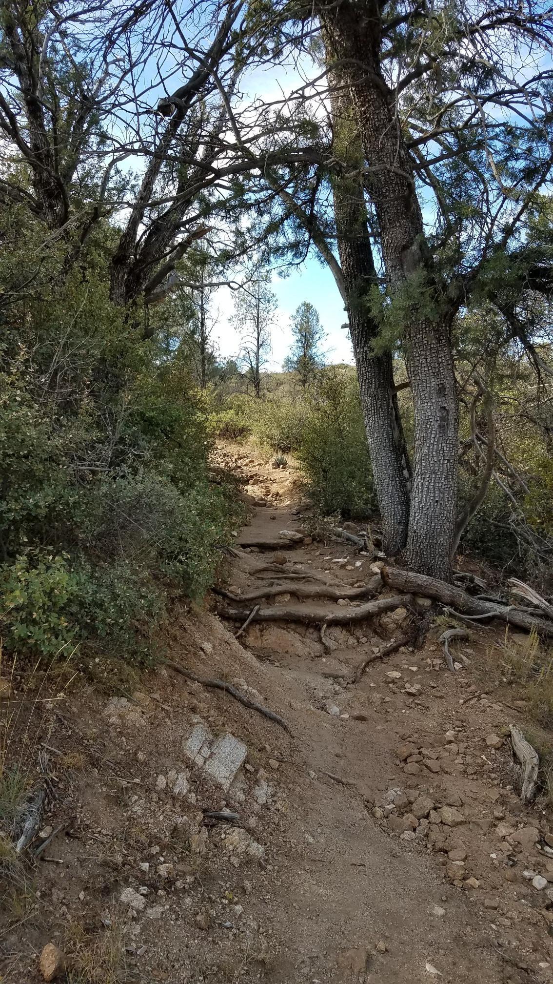 Uphill dirt path with exposed roots winding through a sunlit forest.