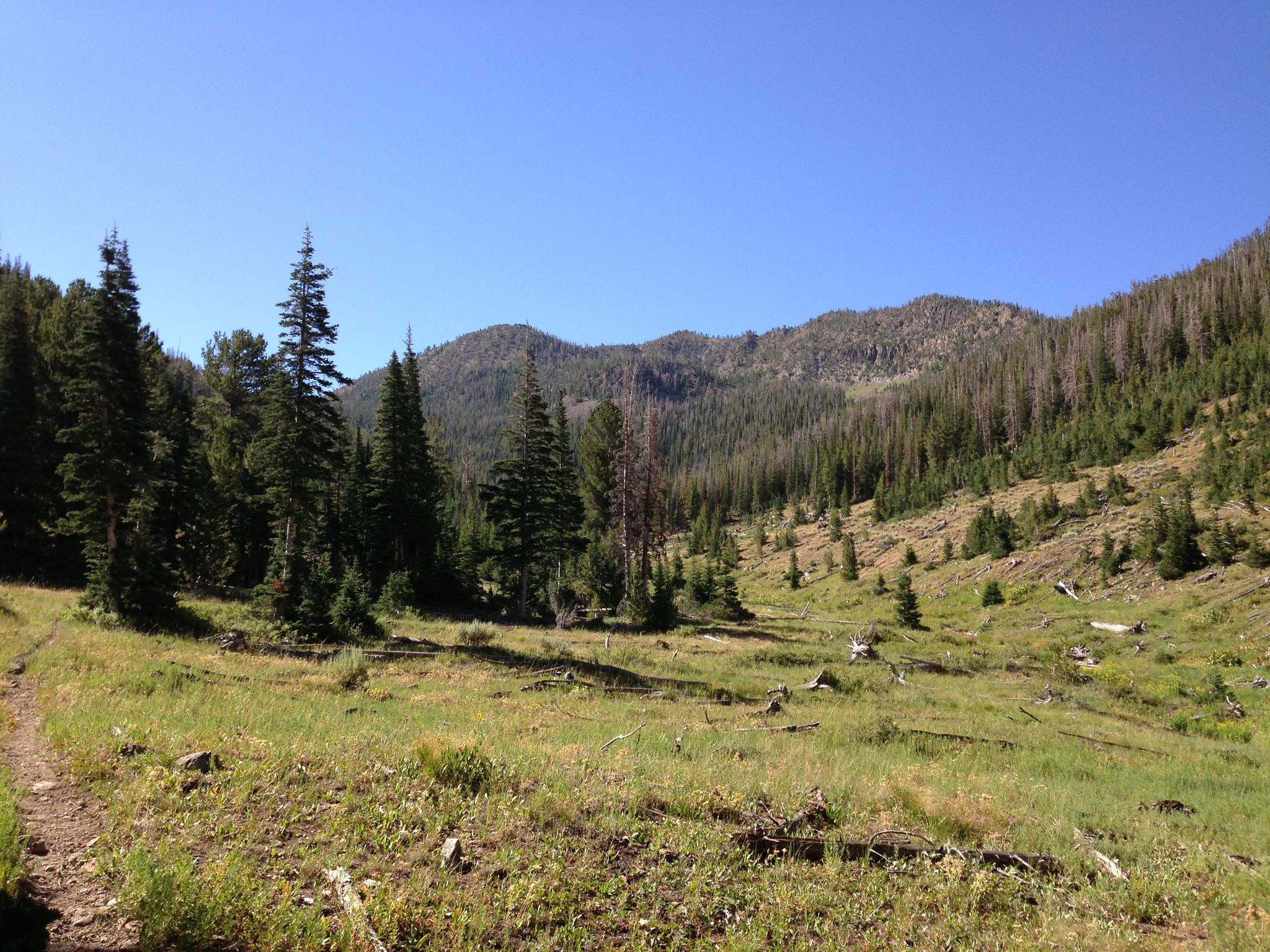 A sunlit mountain valley with a grassy meadow, pine trees, and distant peaks.