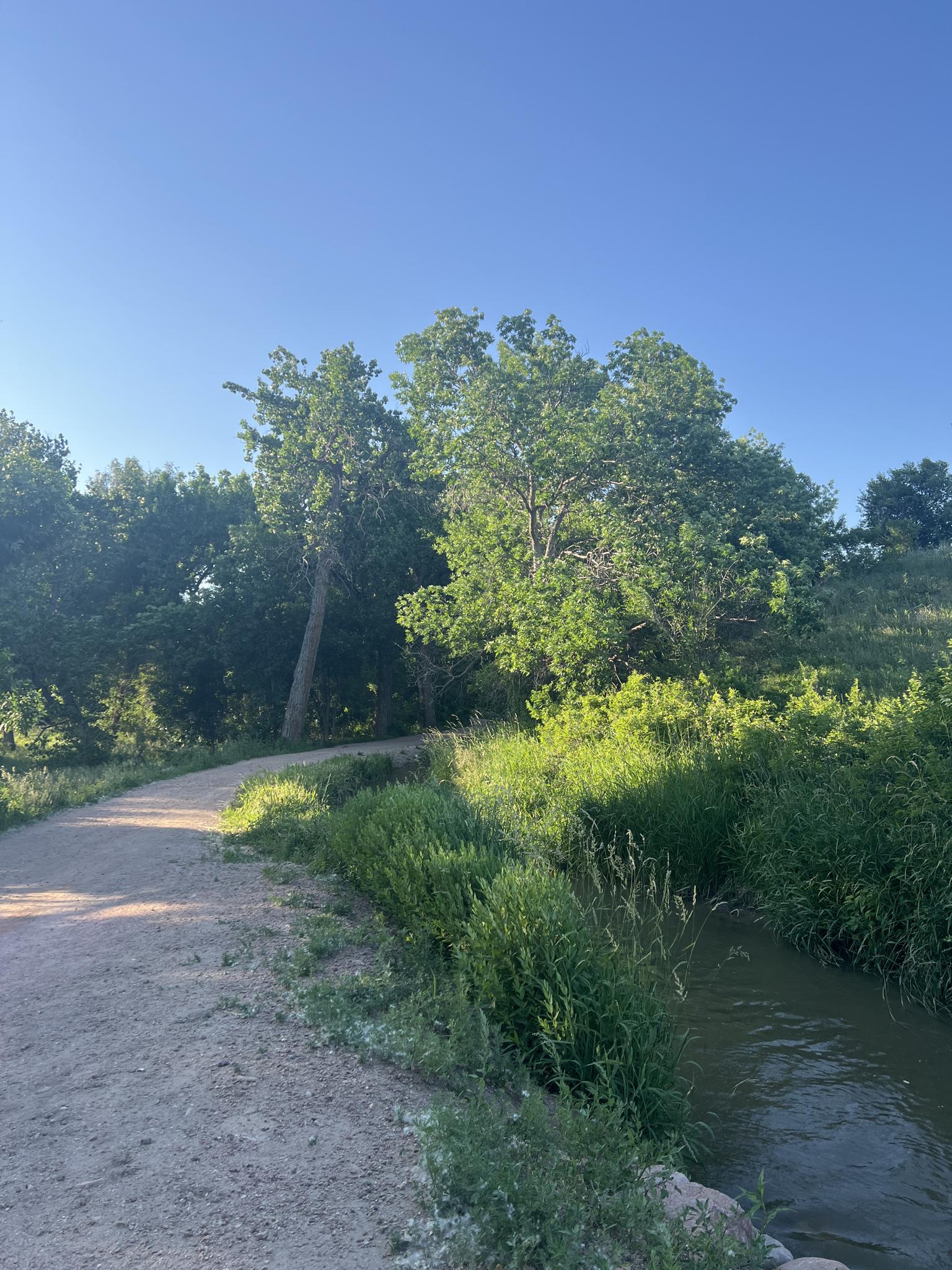 Sunny dirt path beside a small stream, surrounded by lush green trees.