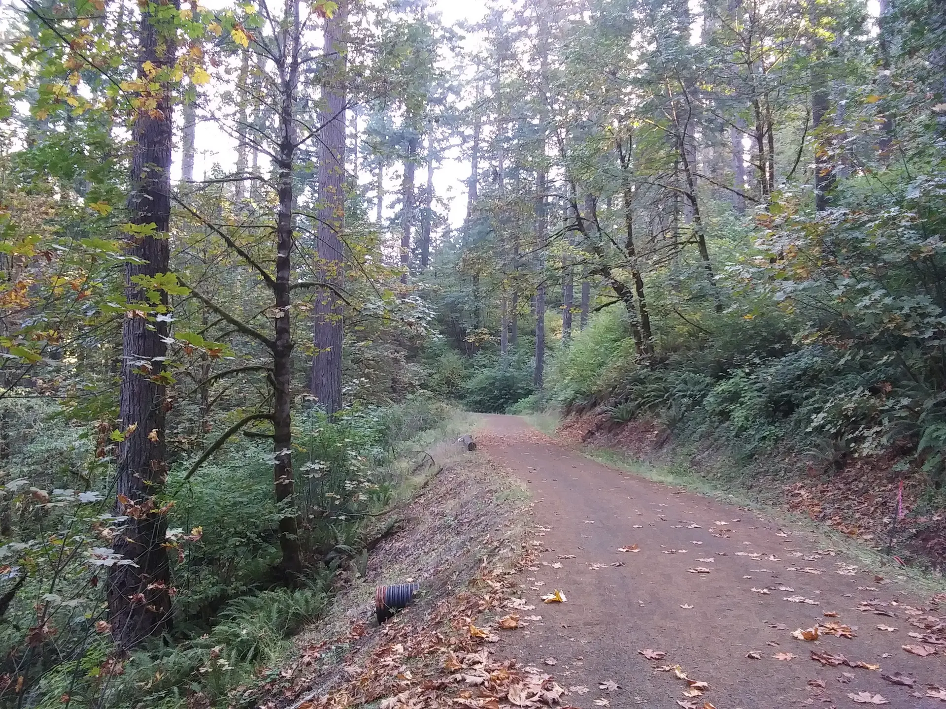 A winding dirt path through a dense, green forest with dappled light.