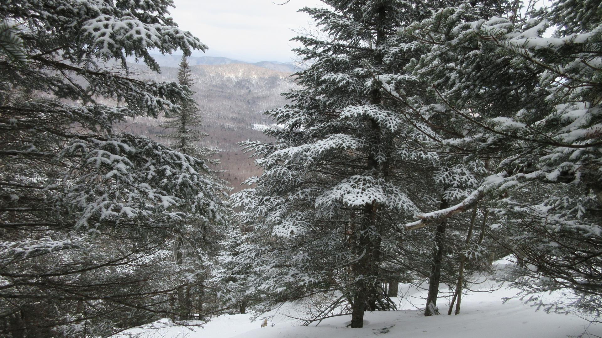 Snow-covered evergreen trees in a winter forest with distant hills under overcast sky.